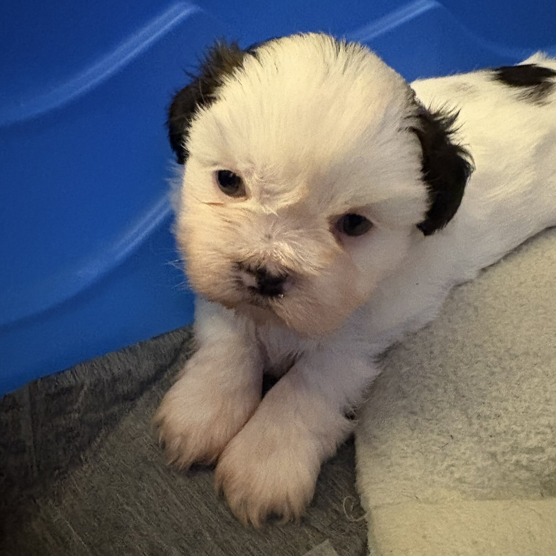 Shih Tzu Puppies looking for a loving home image 7