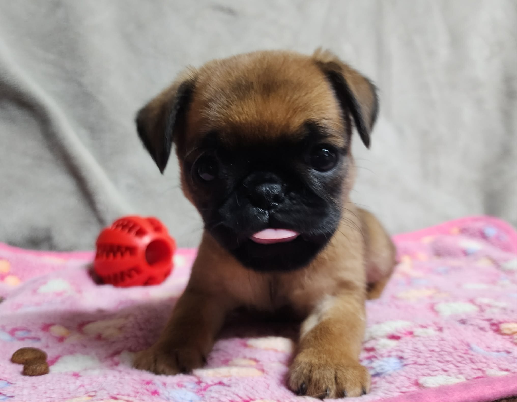 Brussels Griffon image 1