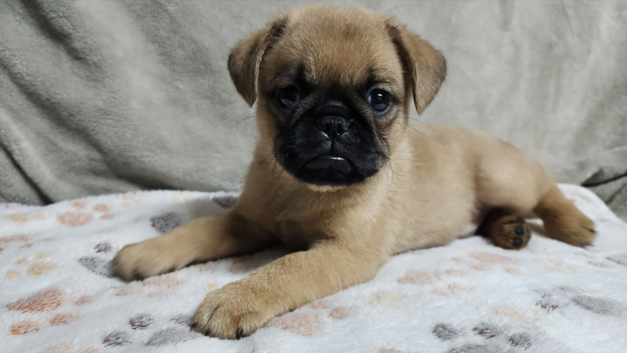 Brussels Griffon image 2