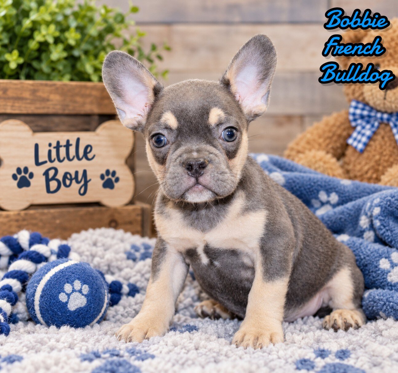 Bobbie Male AKC French Bulldog image 1