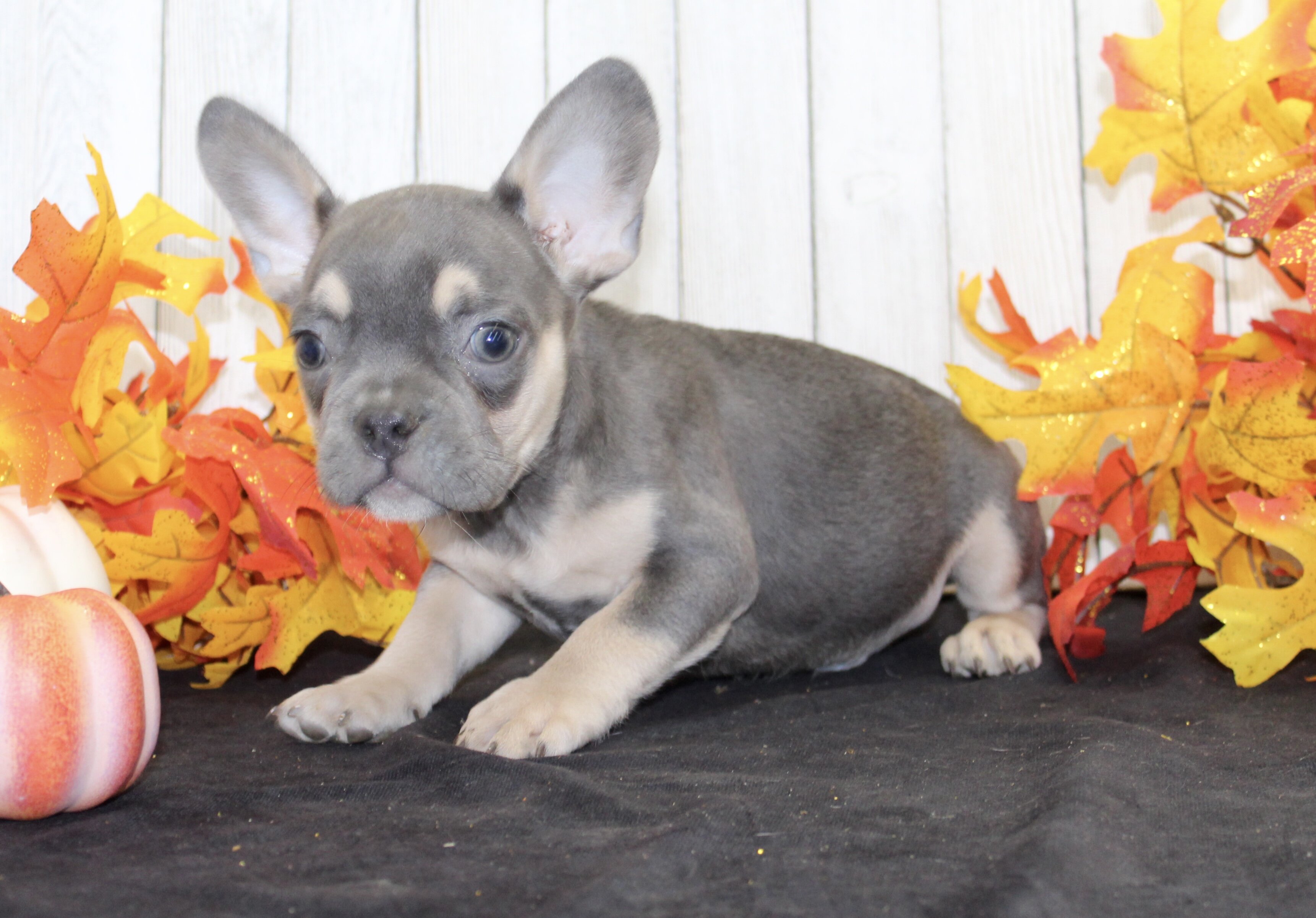 Bobbie Male AKC French Bulldog image 2