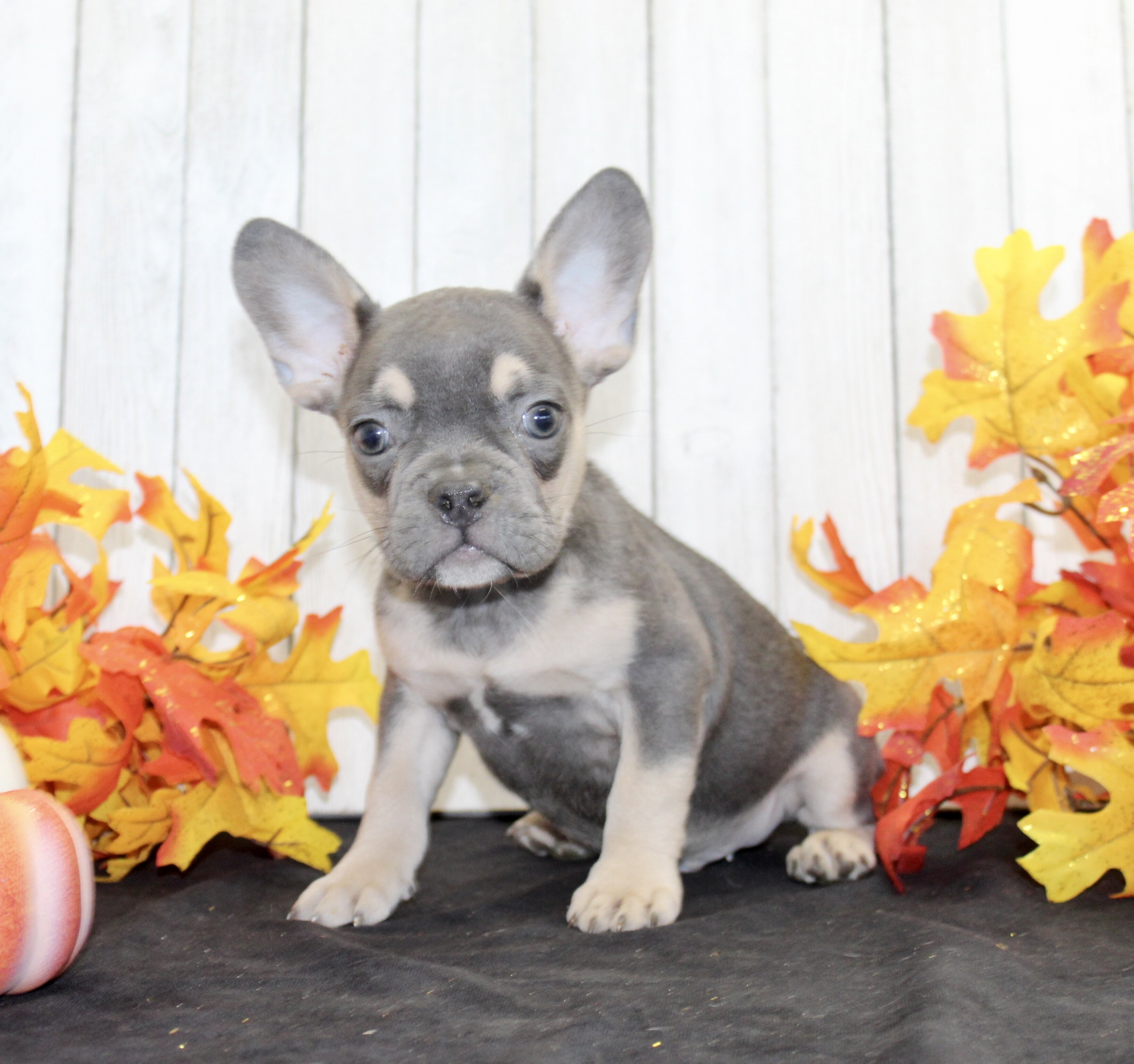 Bobbie Male AKC French Bulldog image 5
