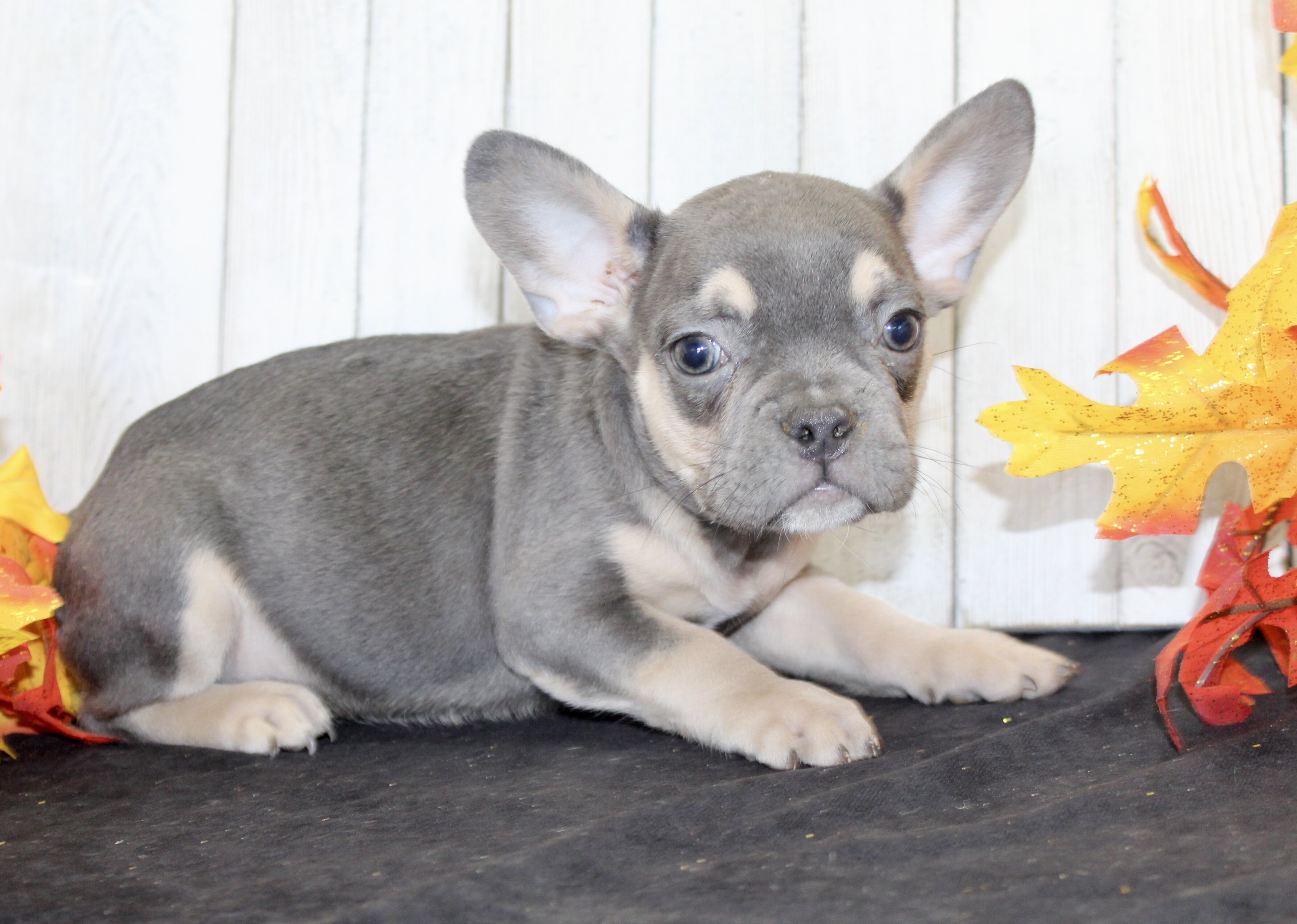 Bobbie Male AKC French Bulldog image 4