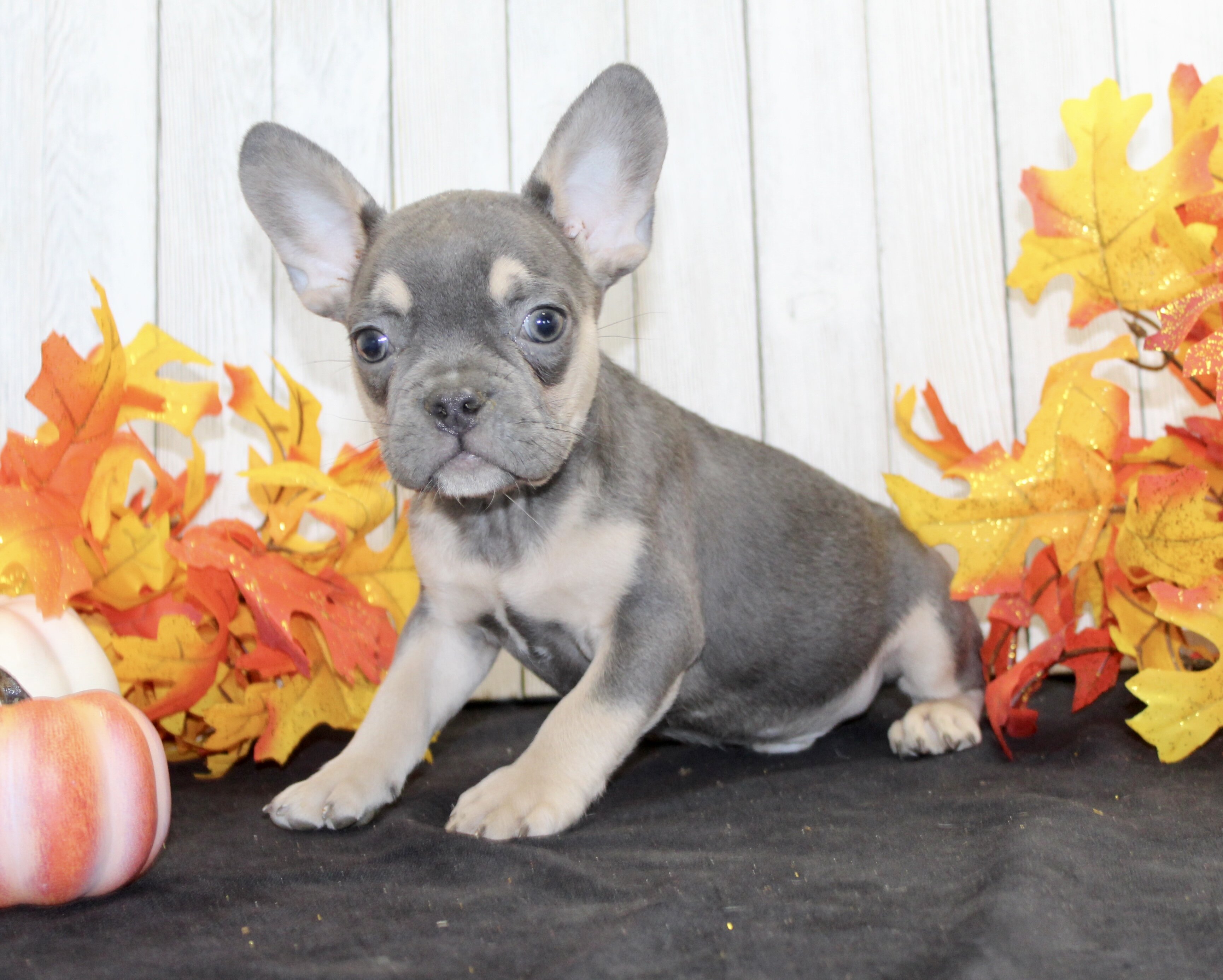 Bobbie Male AKC French Bulldog image 3