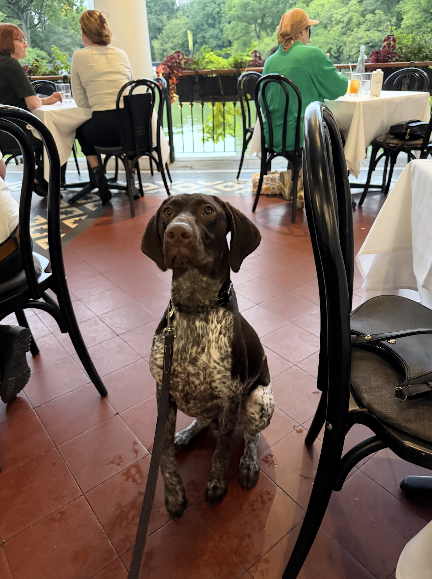 Drake – German Shorthaired Pointed image 3