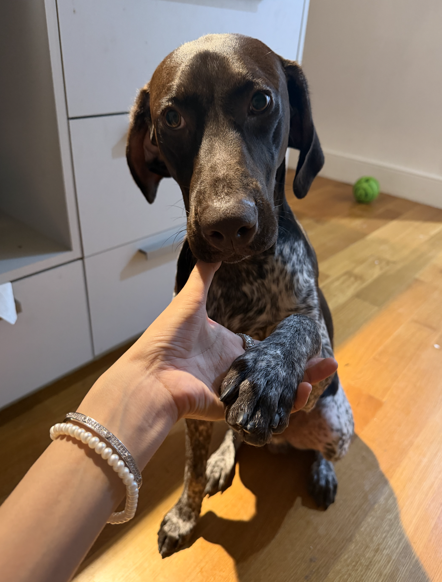 Drake – German Shorthaired Pointed image 2