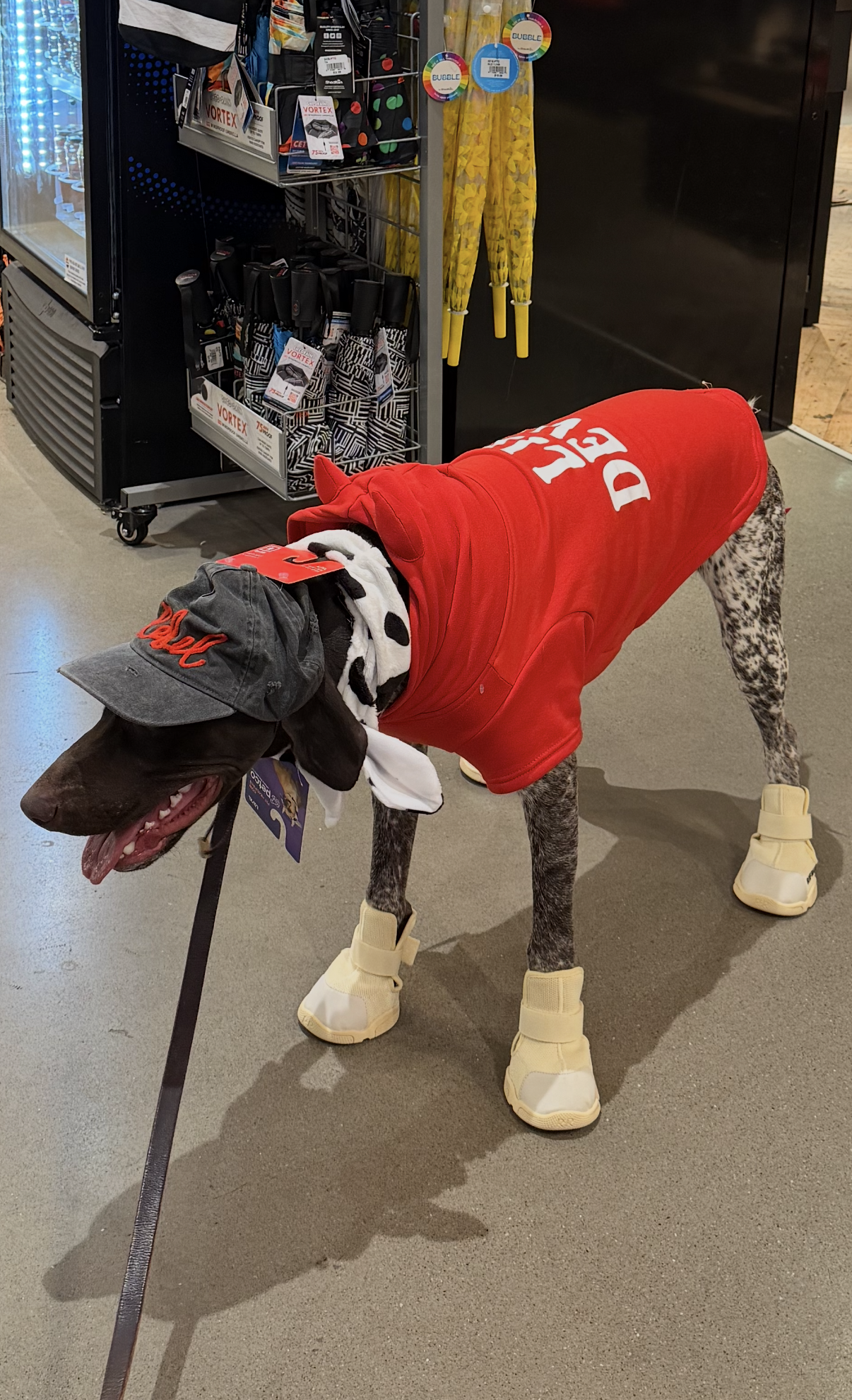 Drake – German Shorthaired Pointed image 1