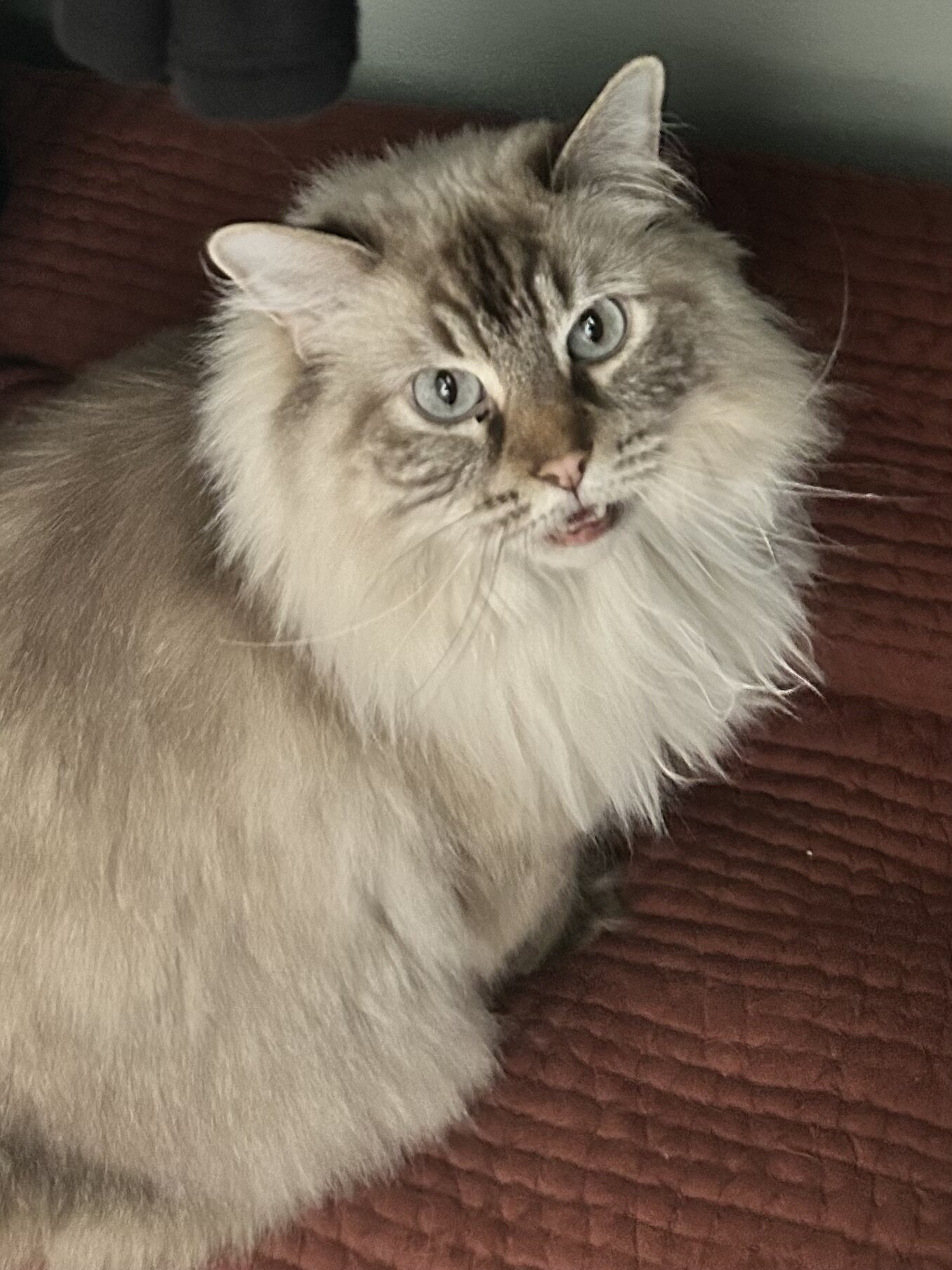 Lynx Pt Himalayan Female Adult Cat image 1