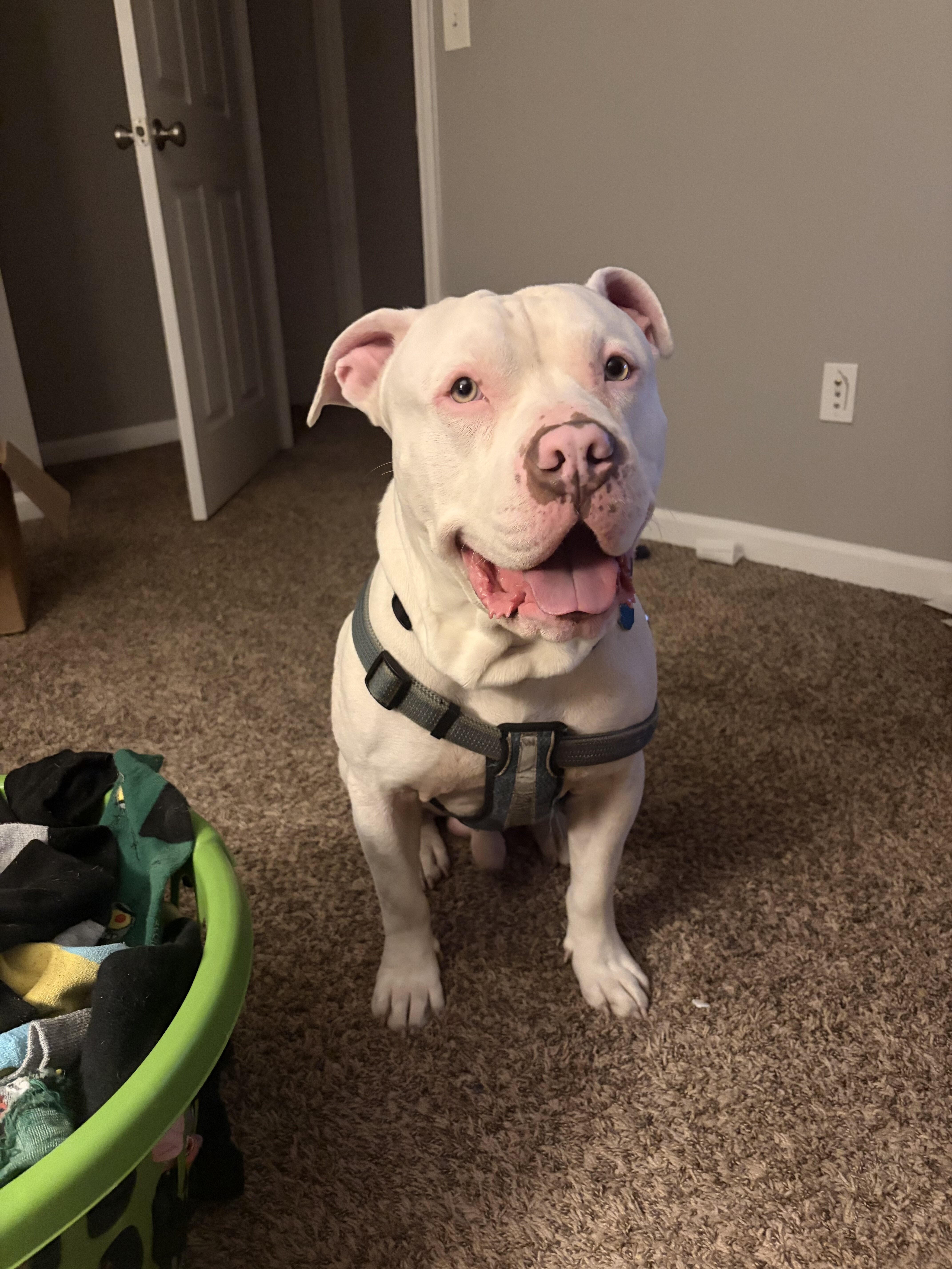 Prada! American Pitbull image 1
