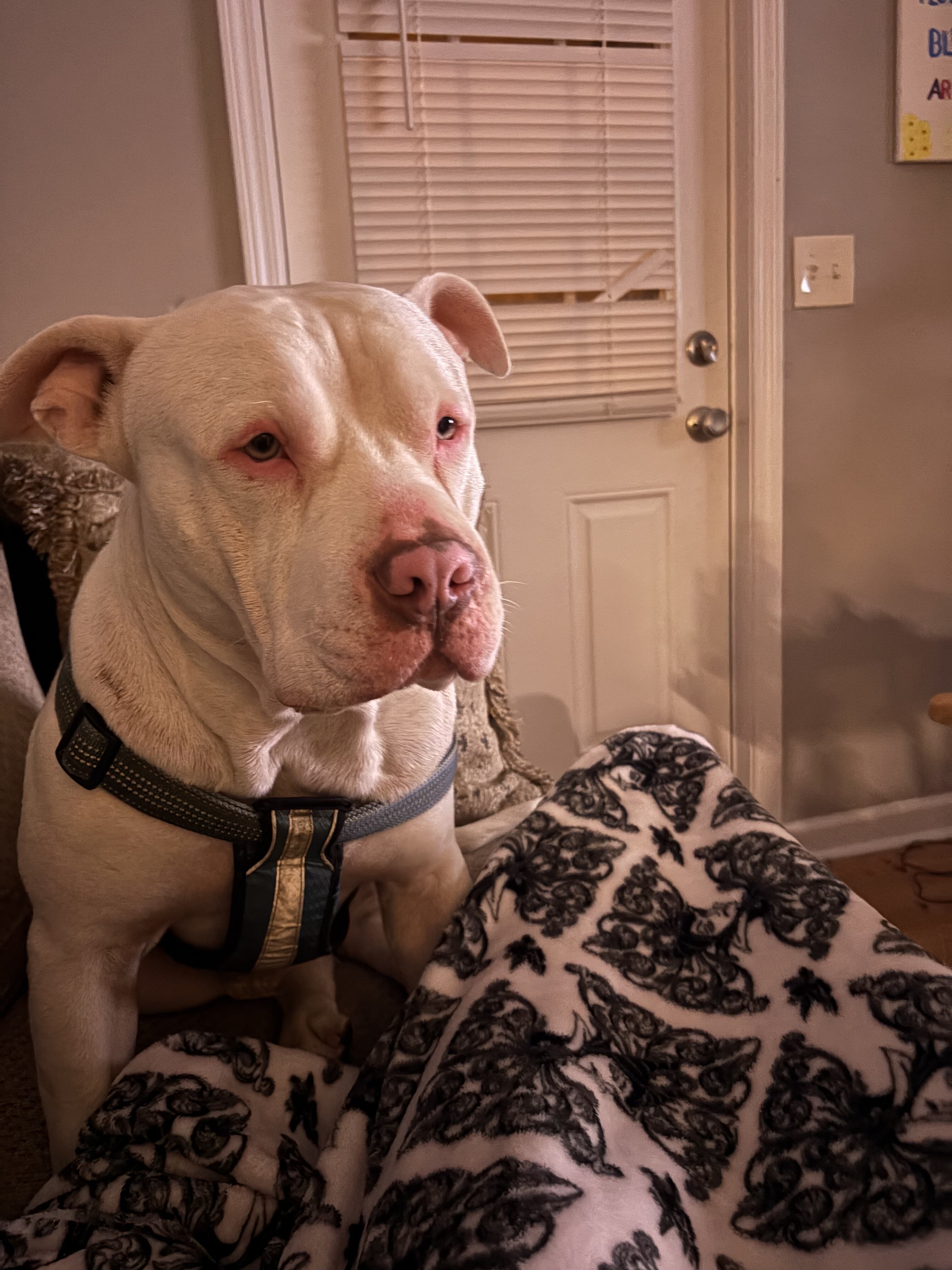 Prada! American Pitbull image 2