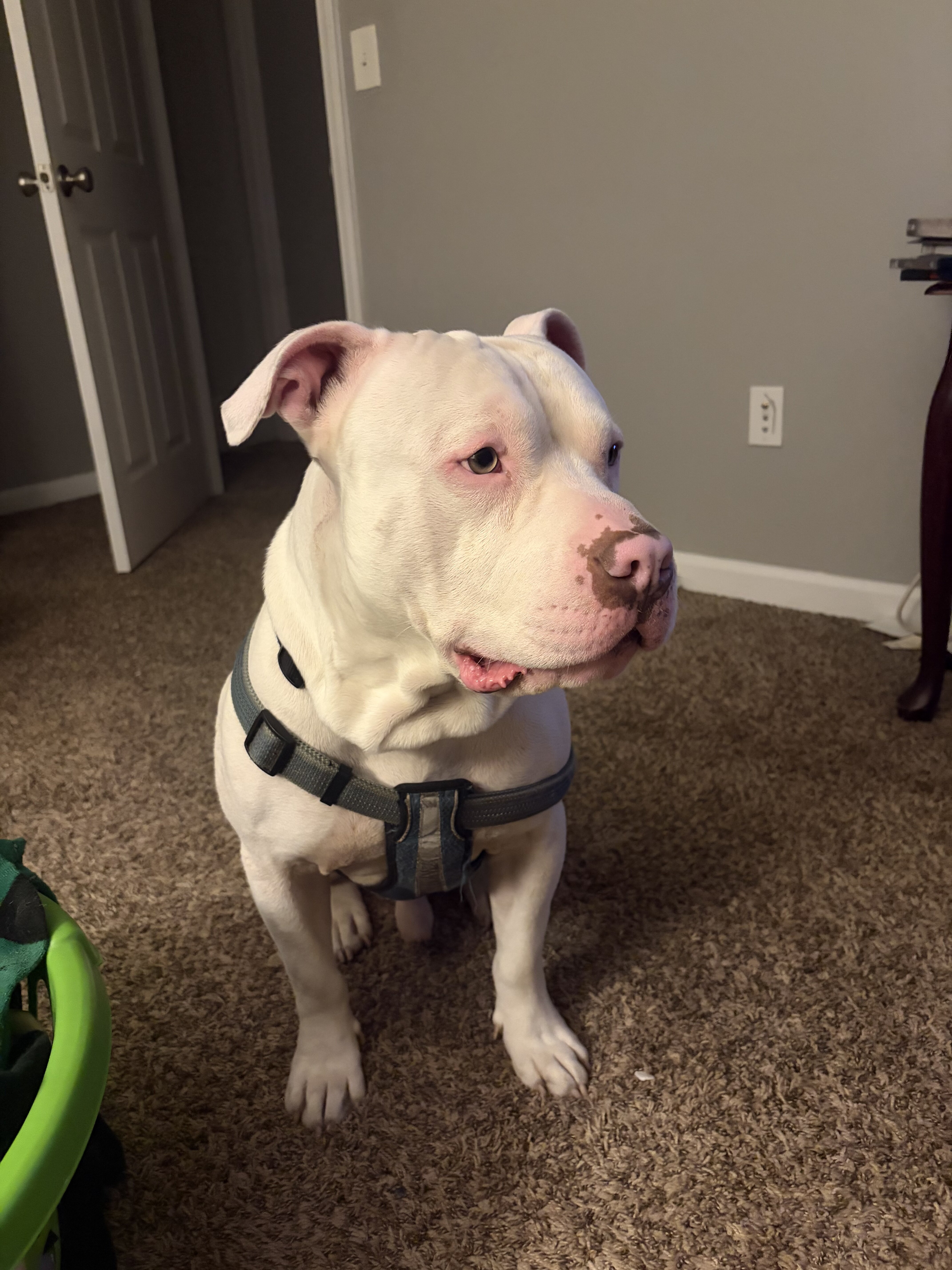 Prada! American Pitbull image 3
