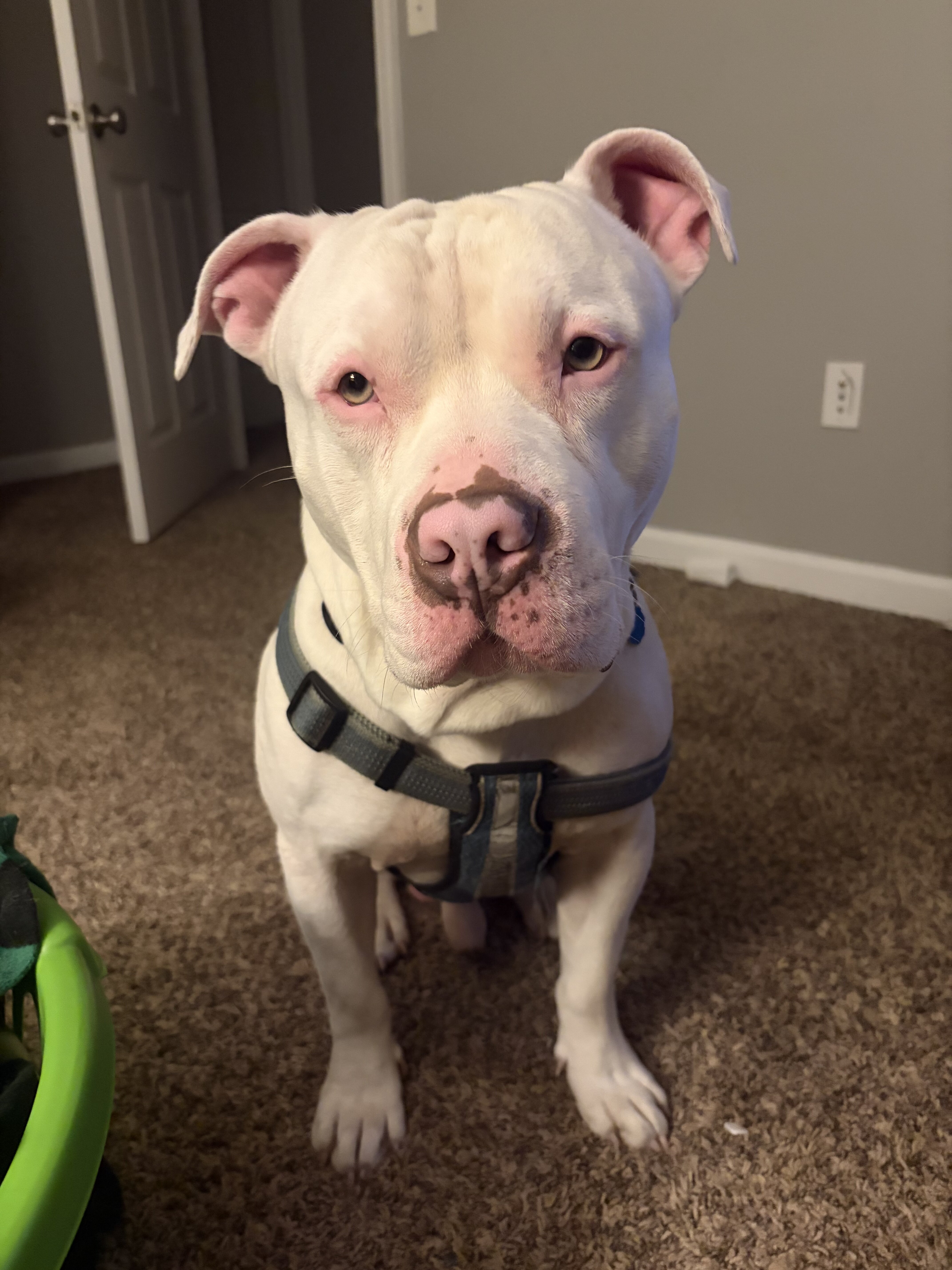 Prada! American Pitbull image 4
