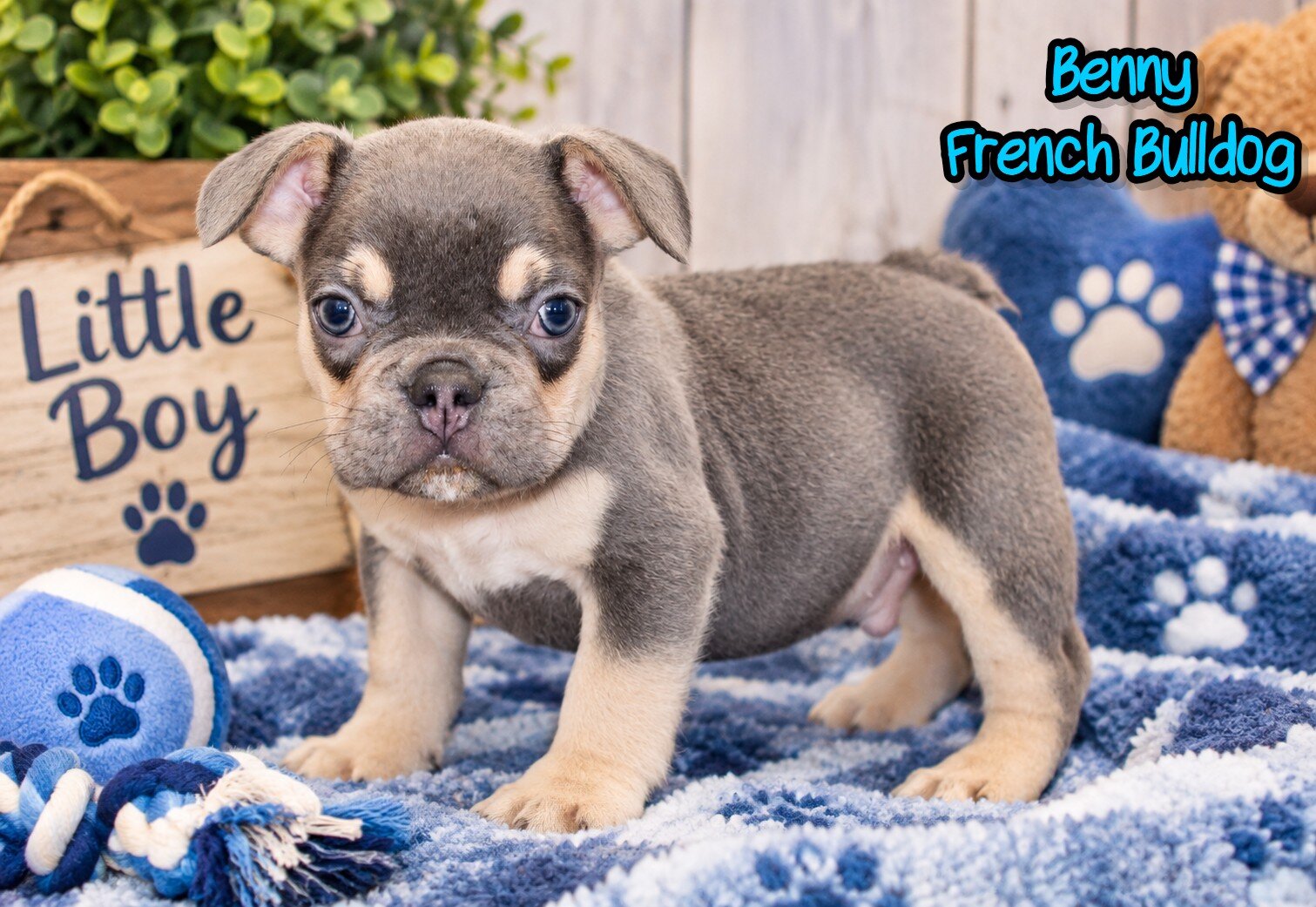Benny Male AKC French Bulldog image 1