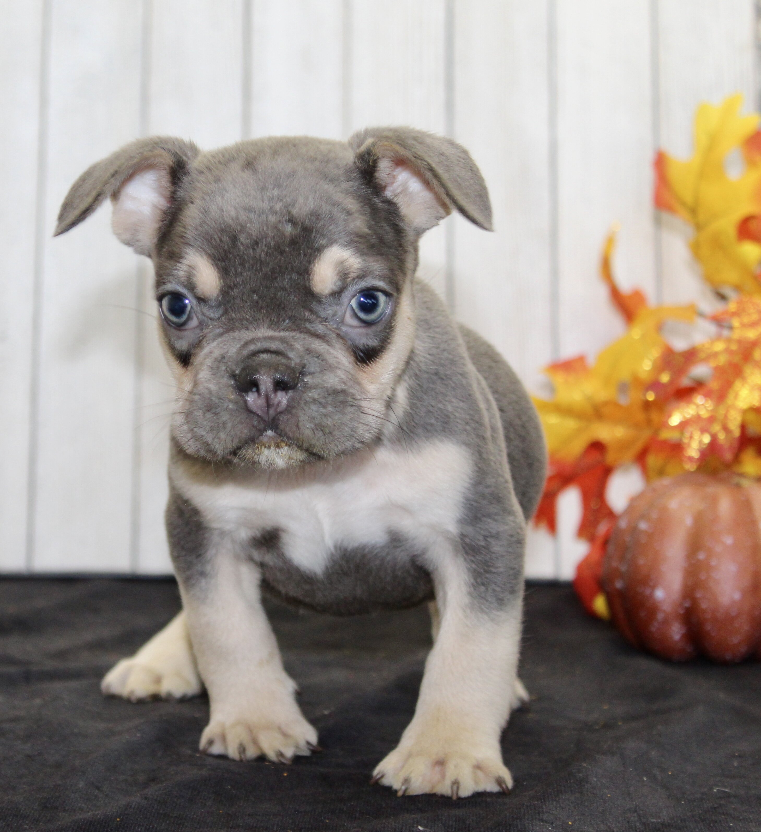 Benny Male AKC French Bulldog image 2