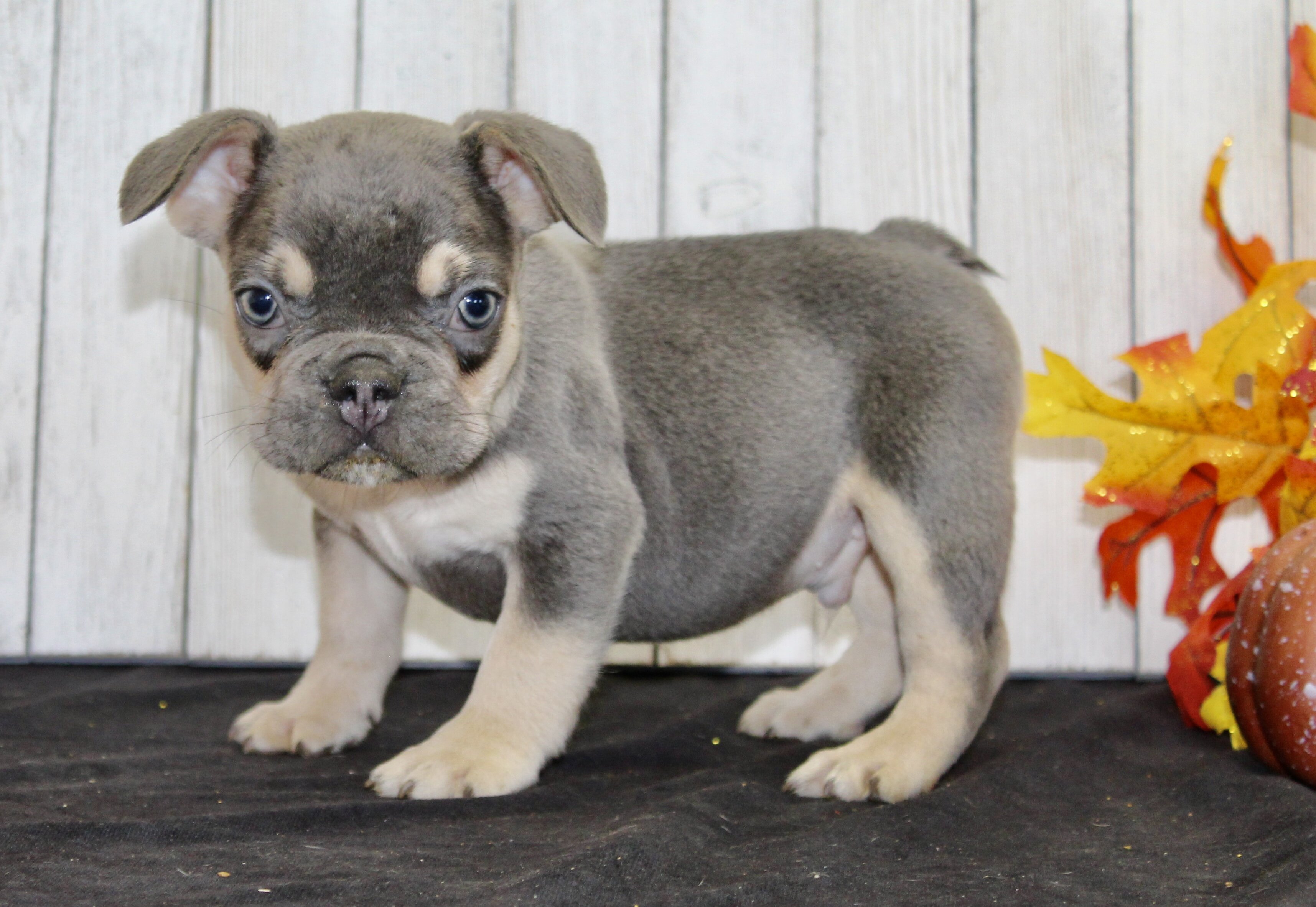 Benny Male AKC French Bulldog image 3