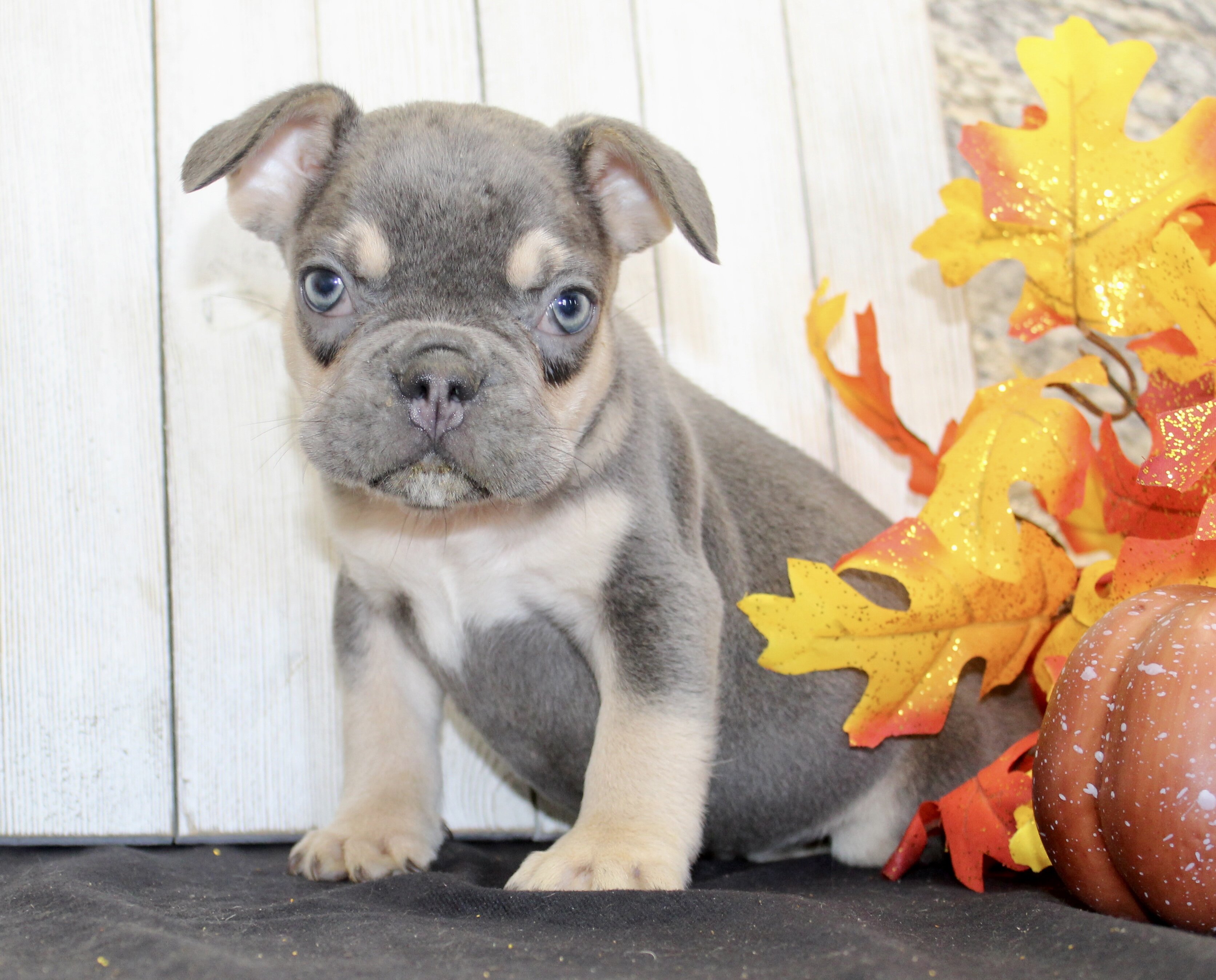 Benny Male AKC French Bulldog image 8
