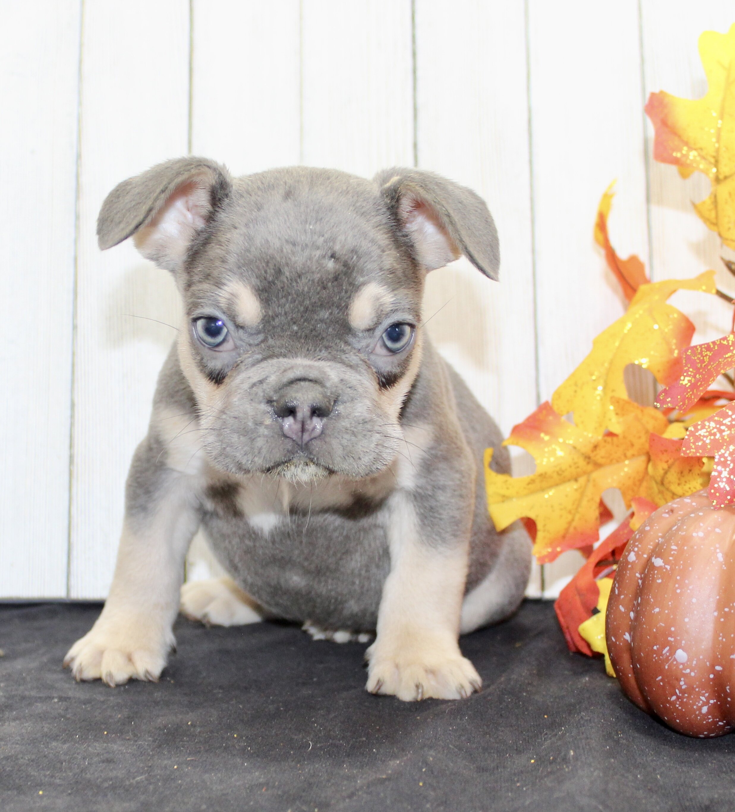 Benny Male AKC French Bulldog image 6