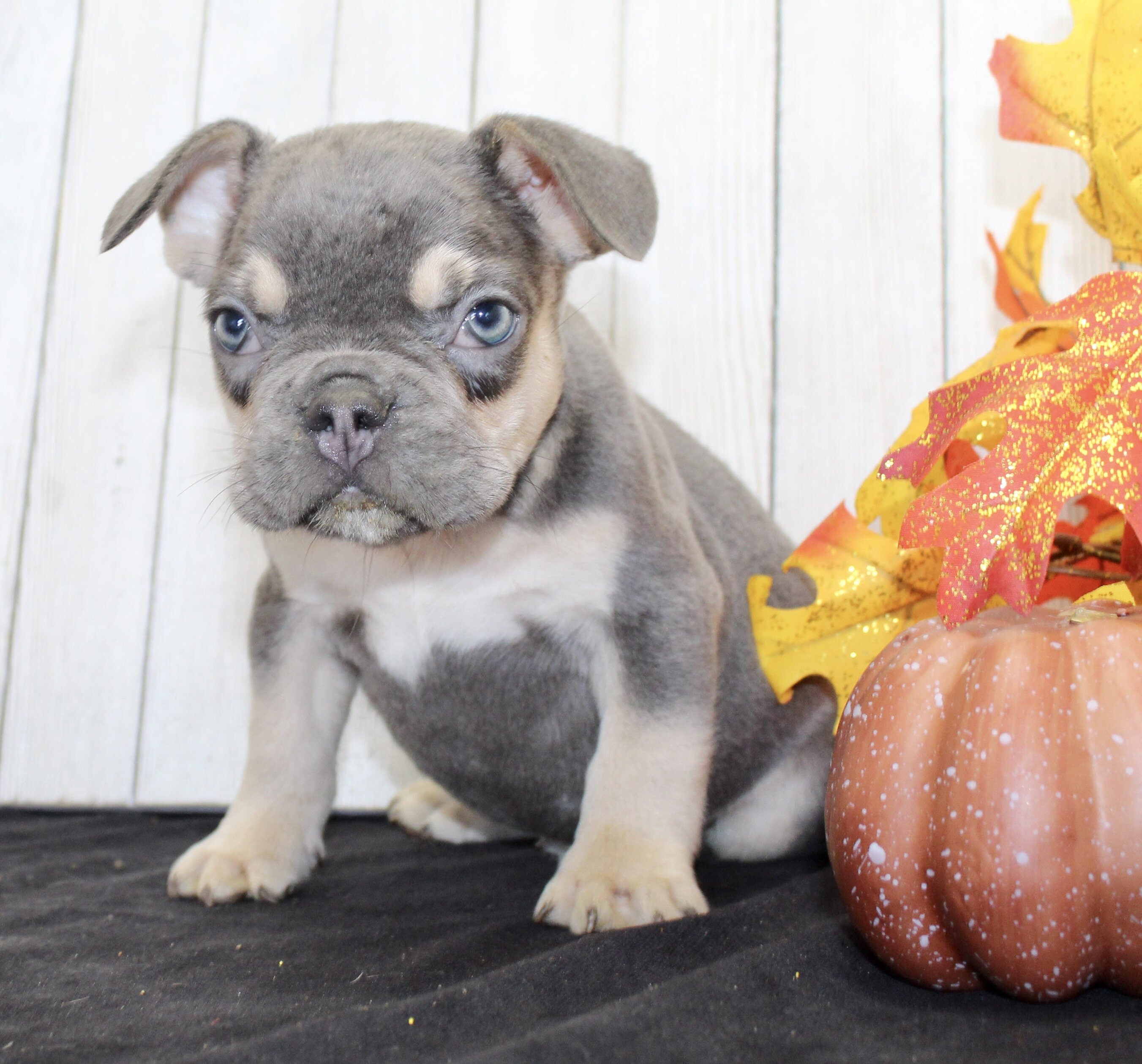 Benny Male AKC French Bulldog image 7