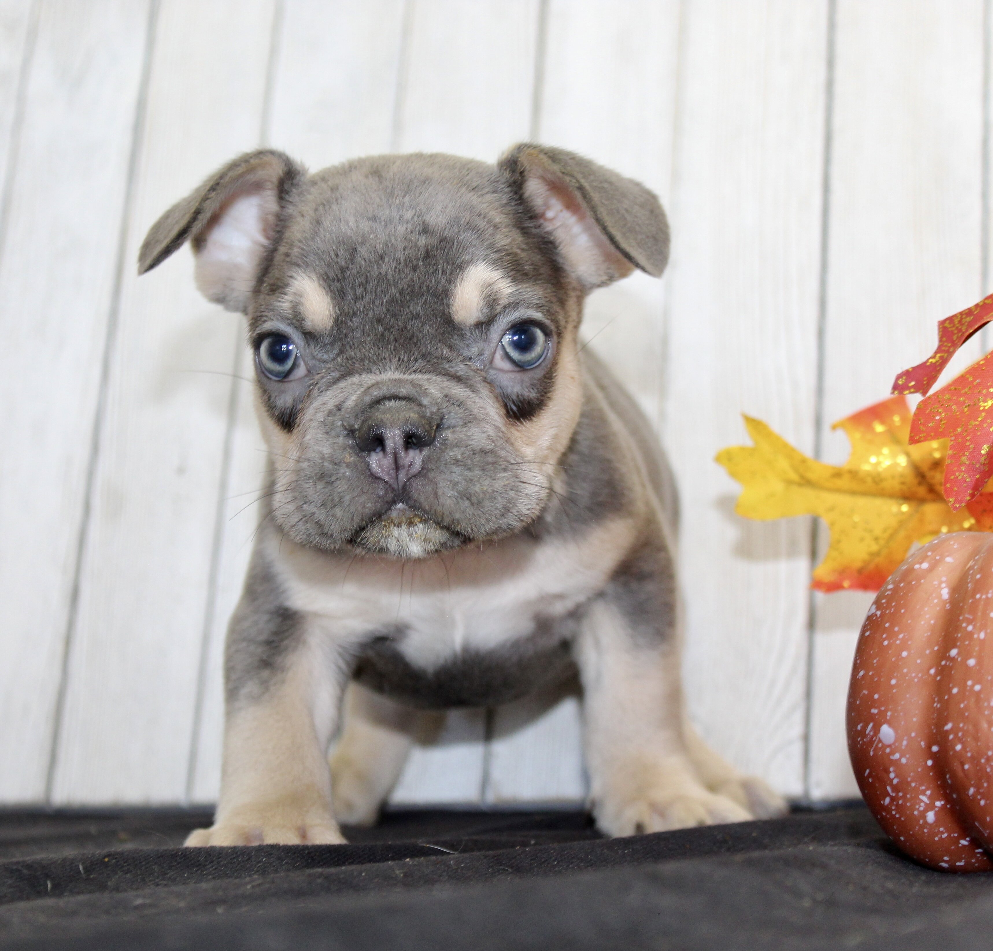 Benny Male AKC French Bulldog image 4