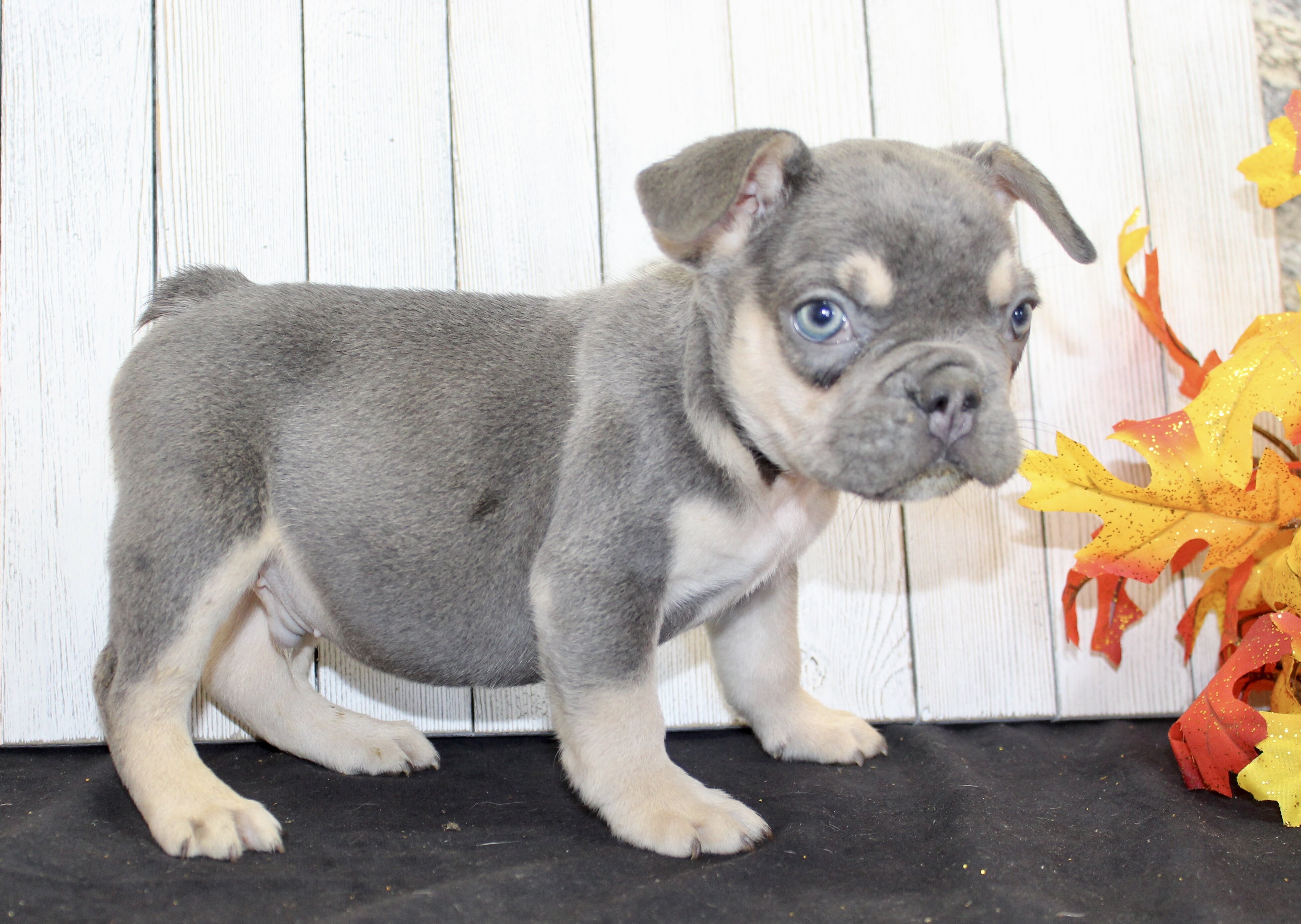 Benny Male AKC French Bulldog image 5
