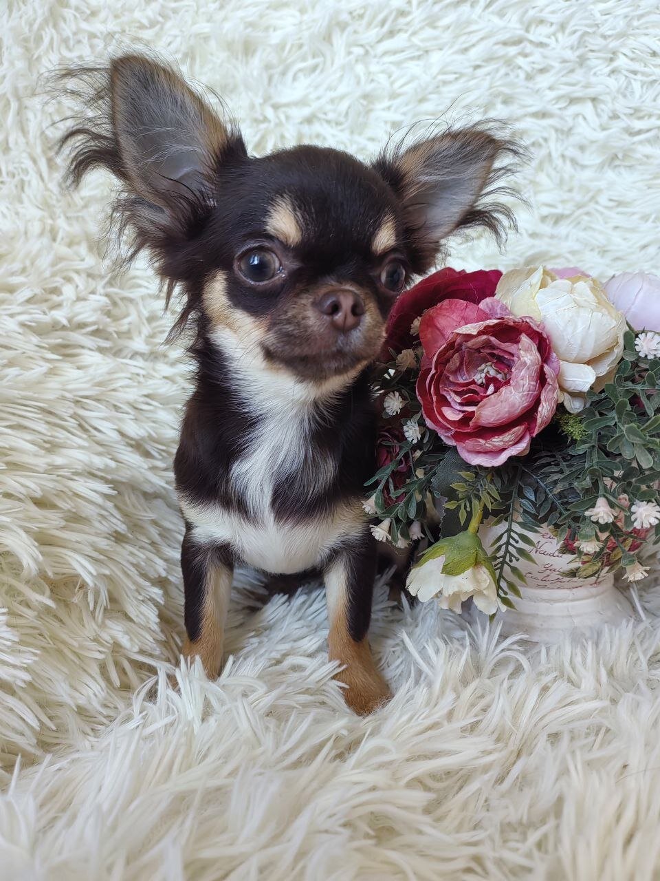 Chihuahua Puppy image 1