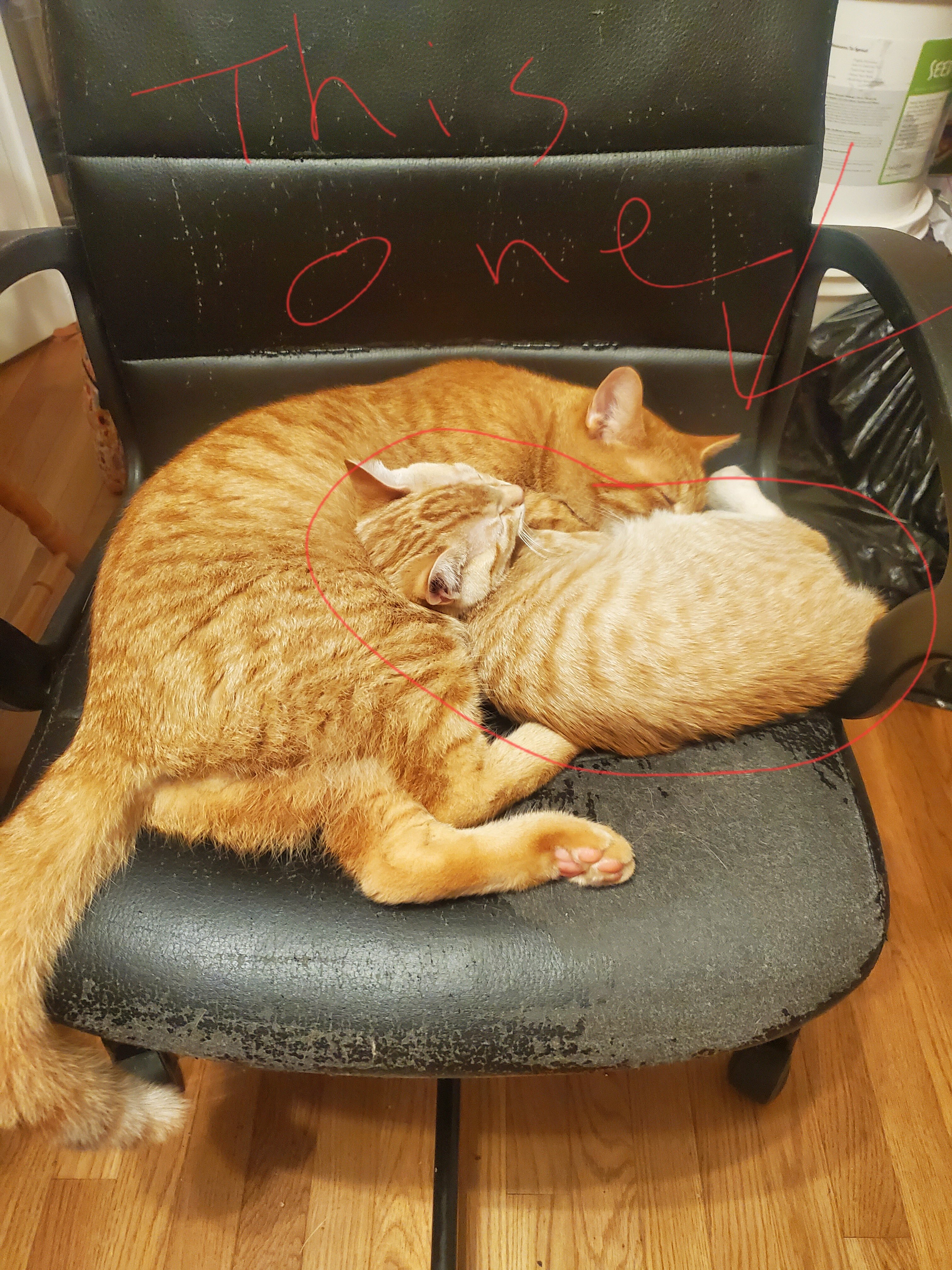 Free male kitten image 3