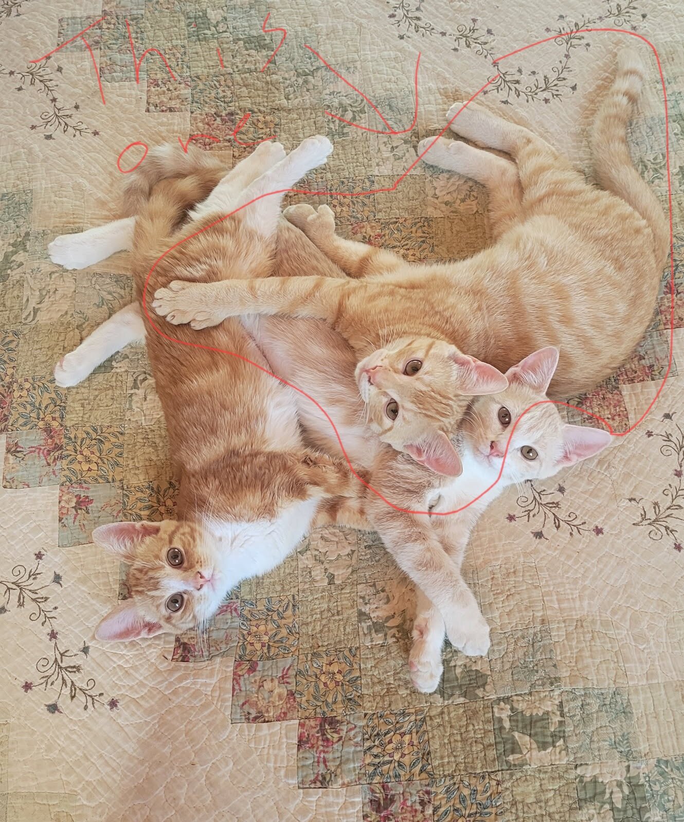 Free male kitten image 2