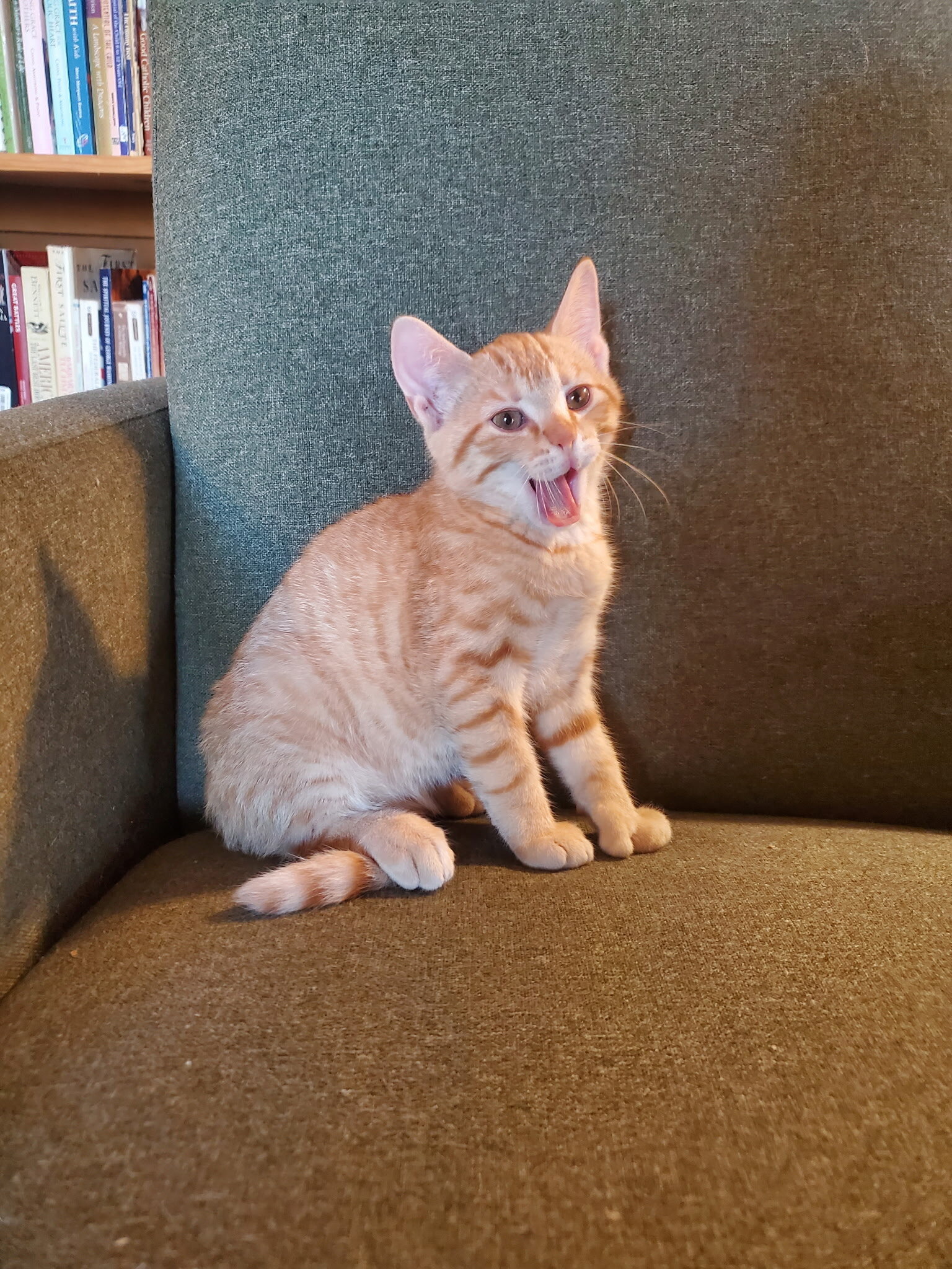 Free male kitten image 1