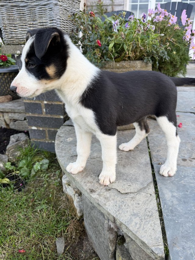 Border collie puppy available for new homes image 1