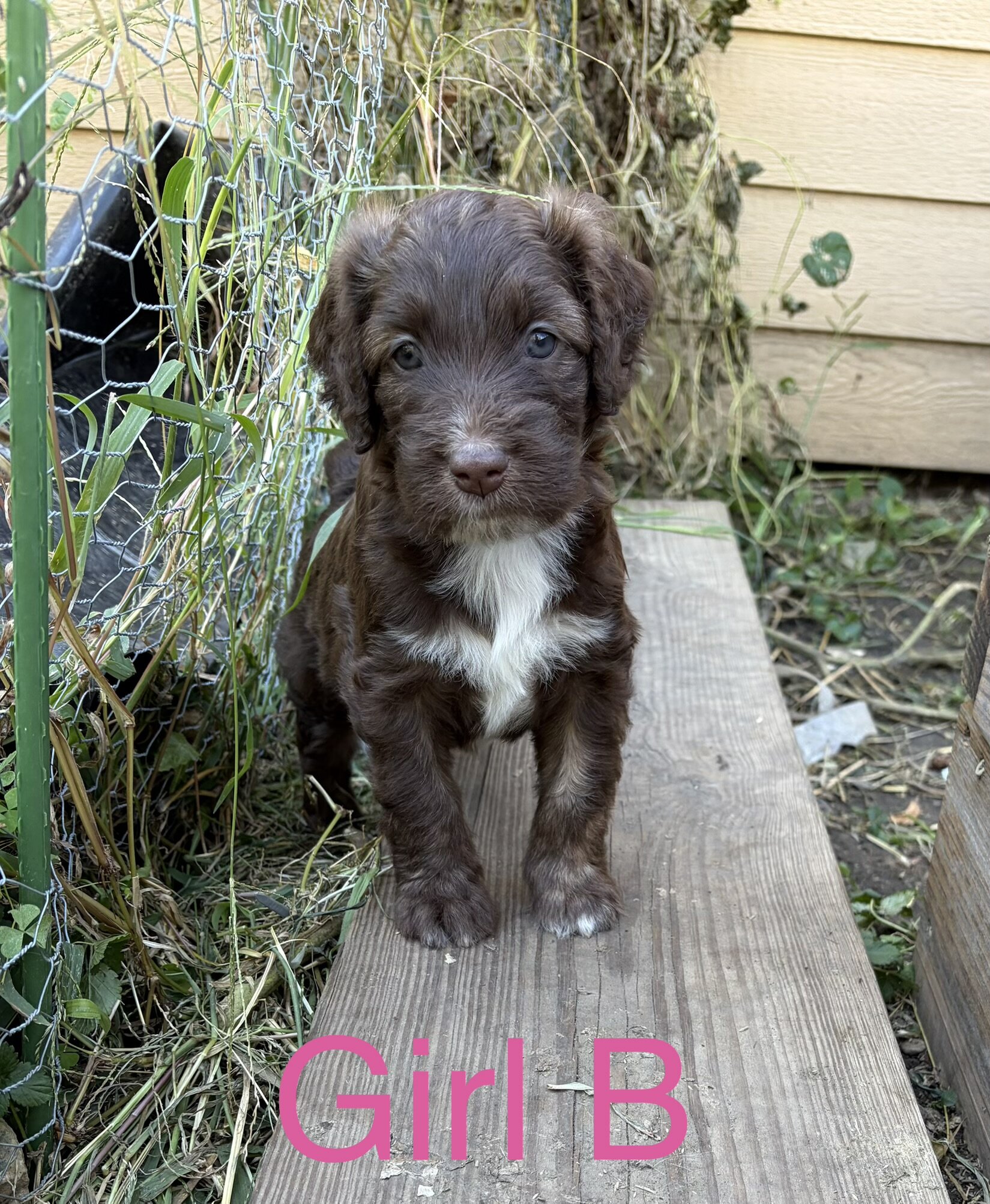 Aussiedoodle mix puppies image 4