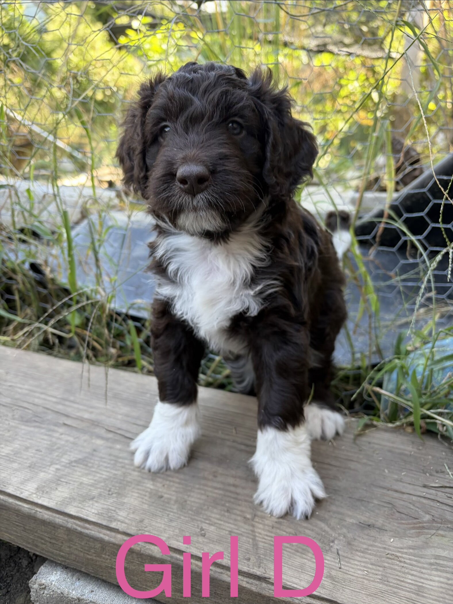 Aussiedoodle mix puppies image 6