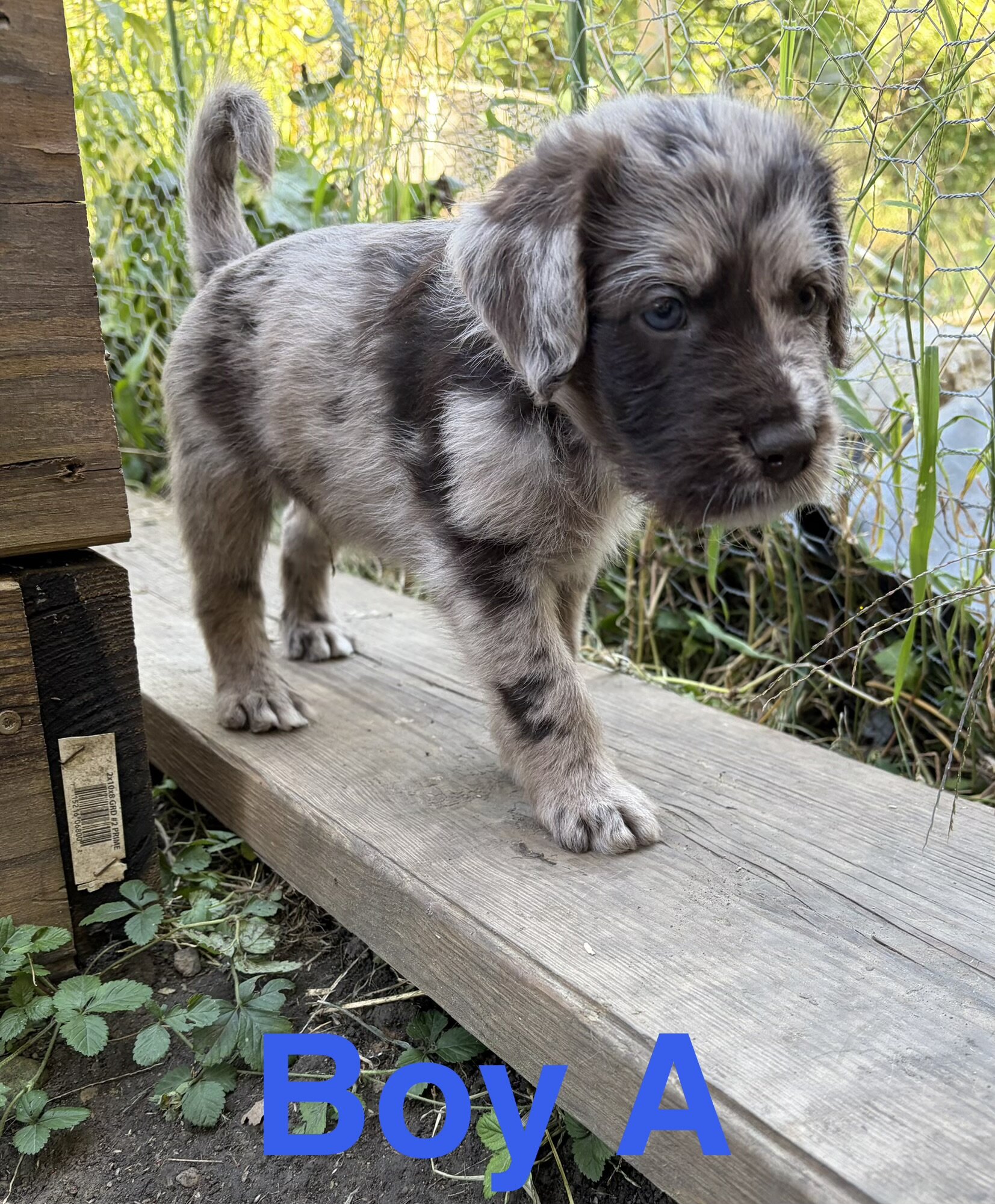 Aussiedoodle mix puppies image 1