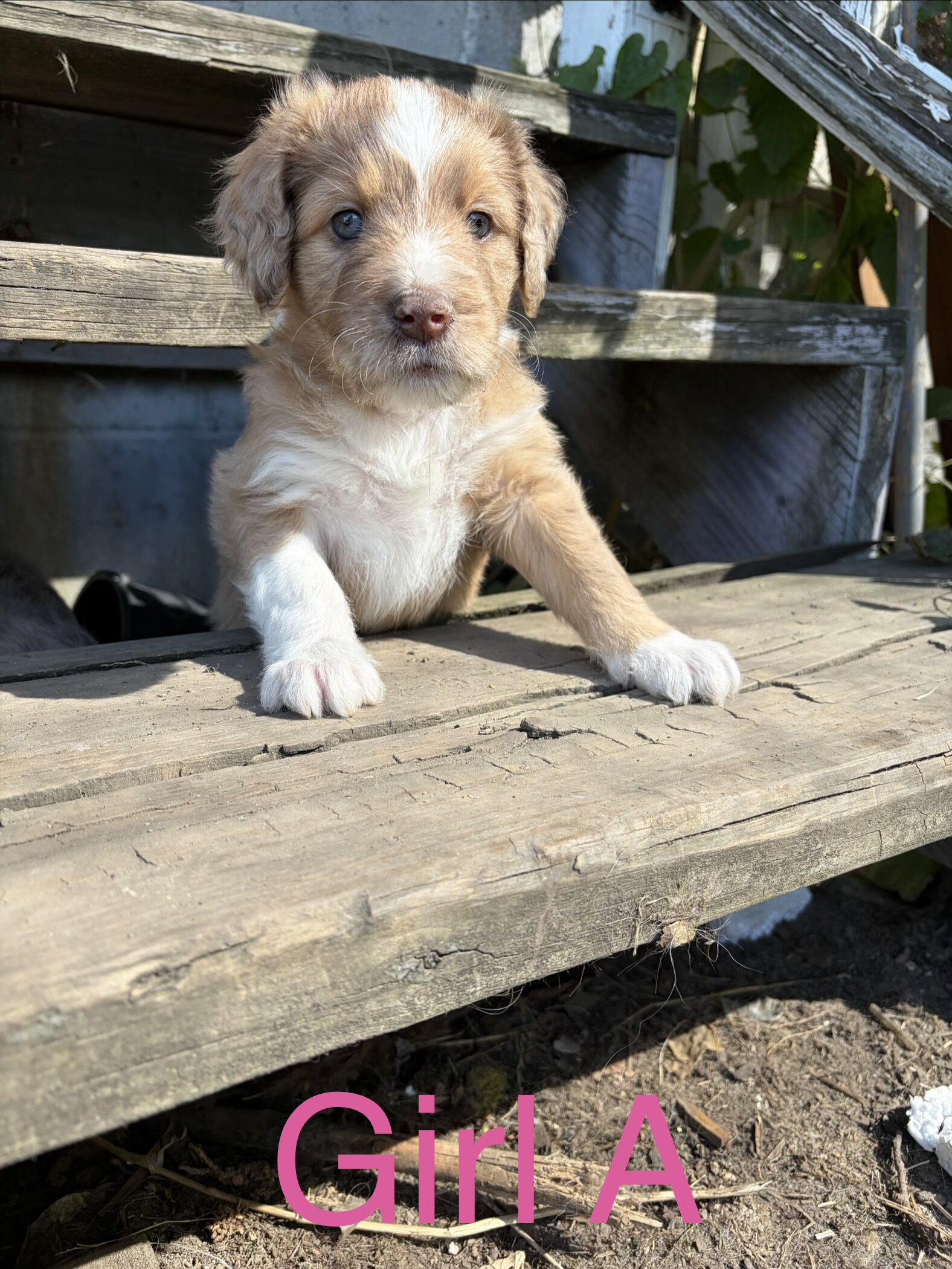 Aussiedoodle mix puppies image 3