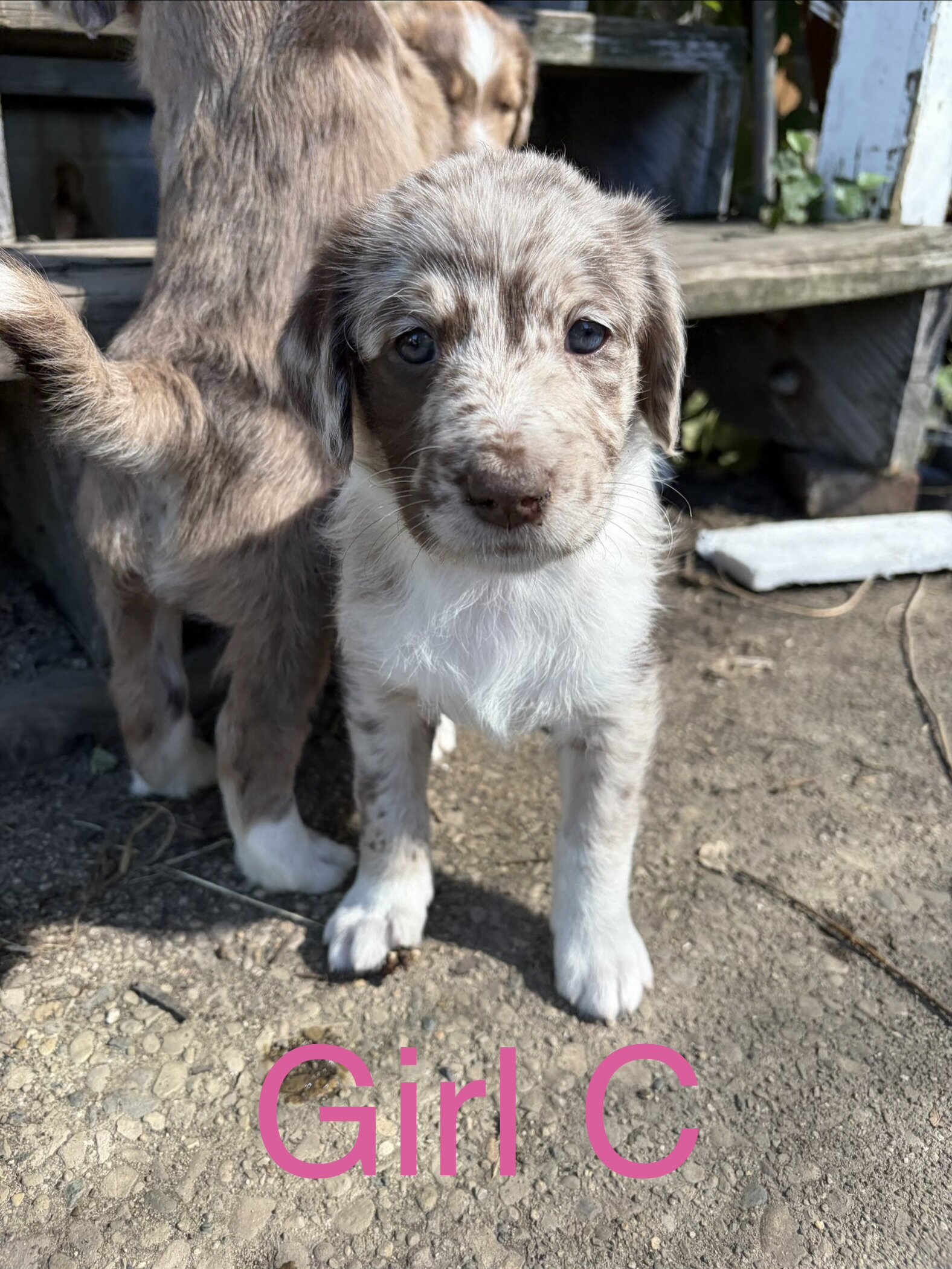 Aussiedoodle mix puppies image 5