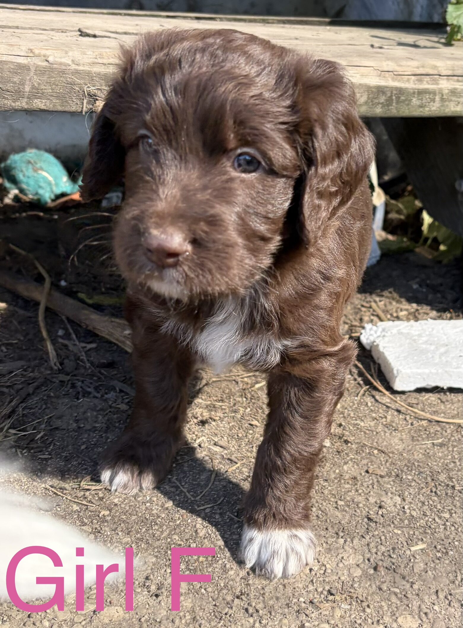 Aussiedoodle mix puppies image 8
