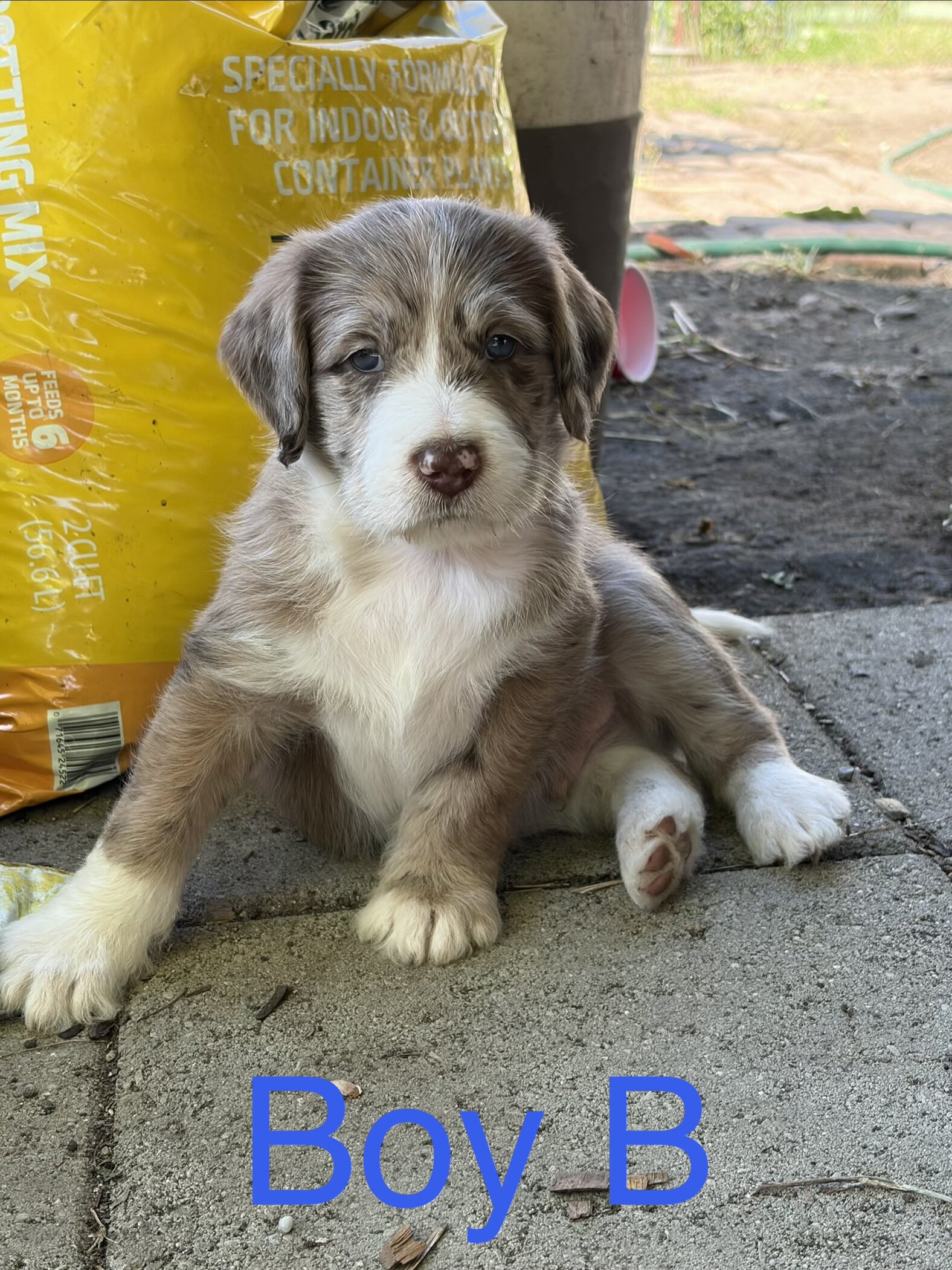 Aussiedoodle mix puppies image 2