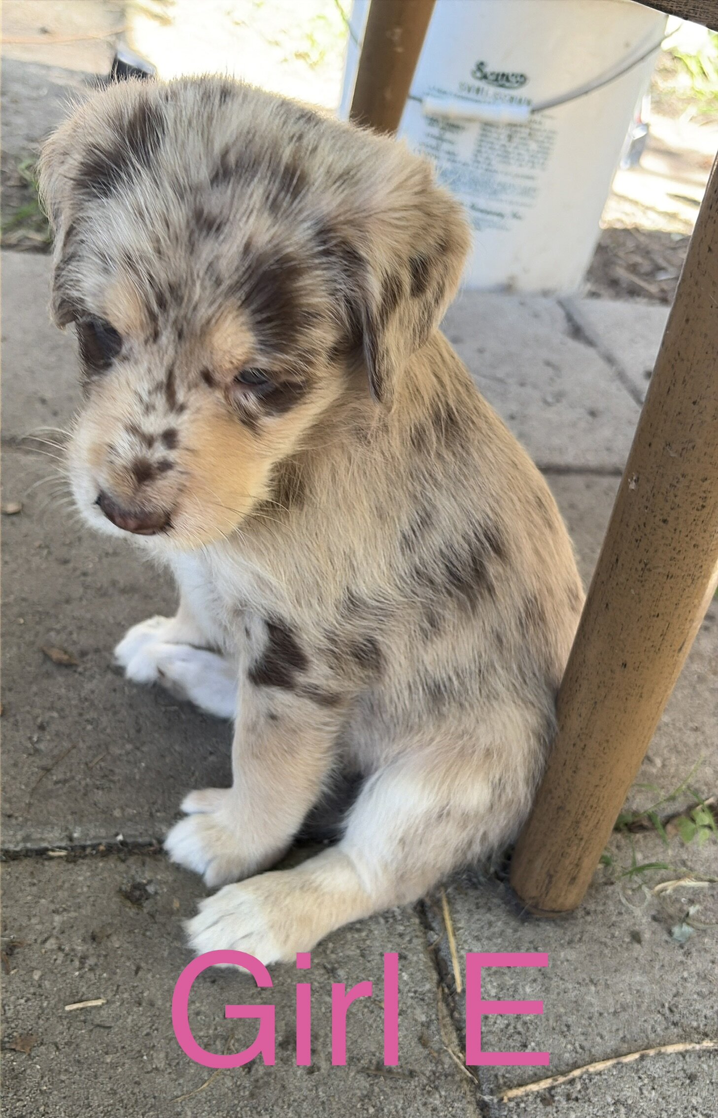 Aussiedoodle mix puppies image 7