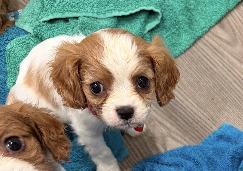 Cavalier king charles image 2