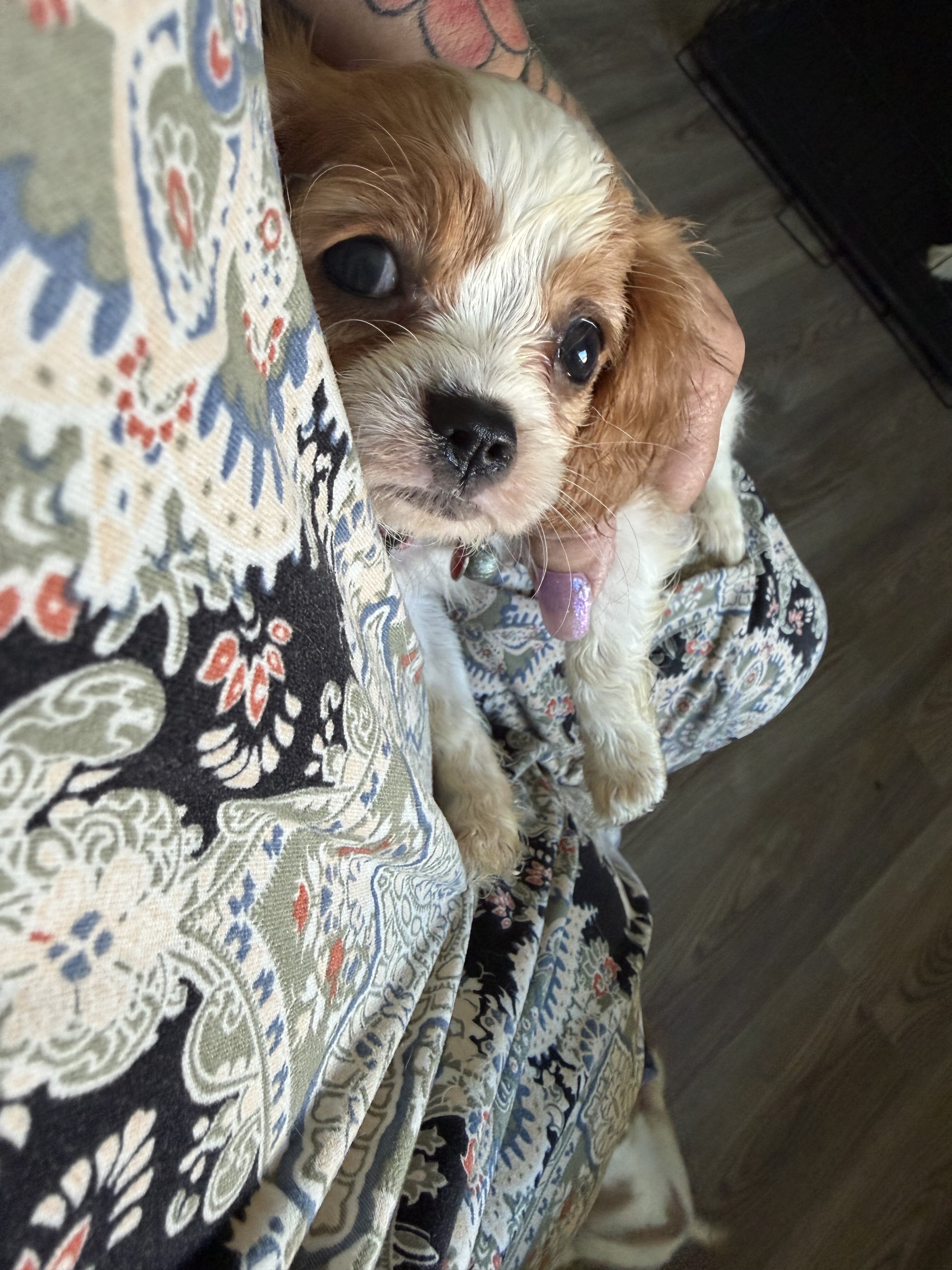 Cavalier king charles image 1