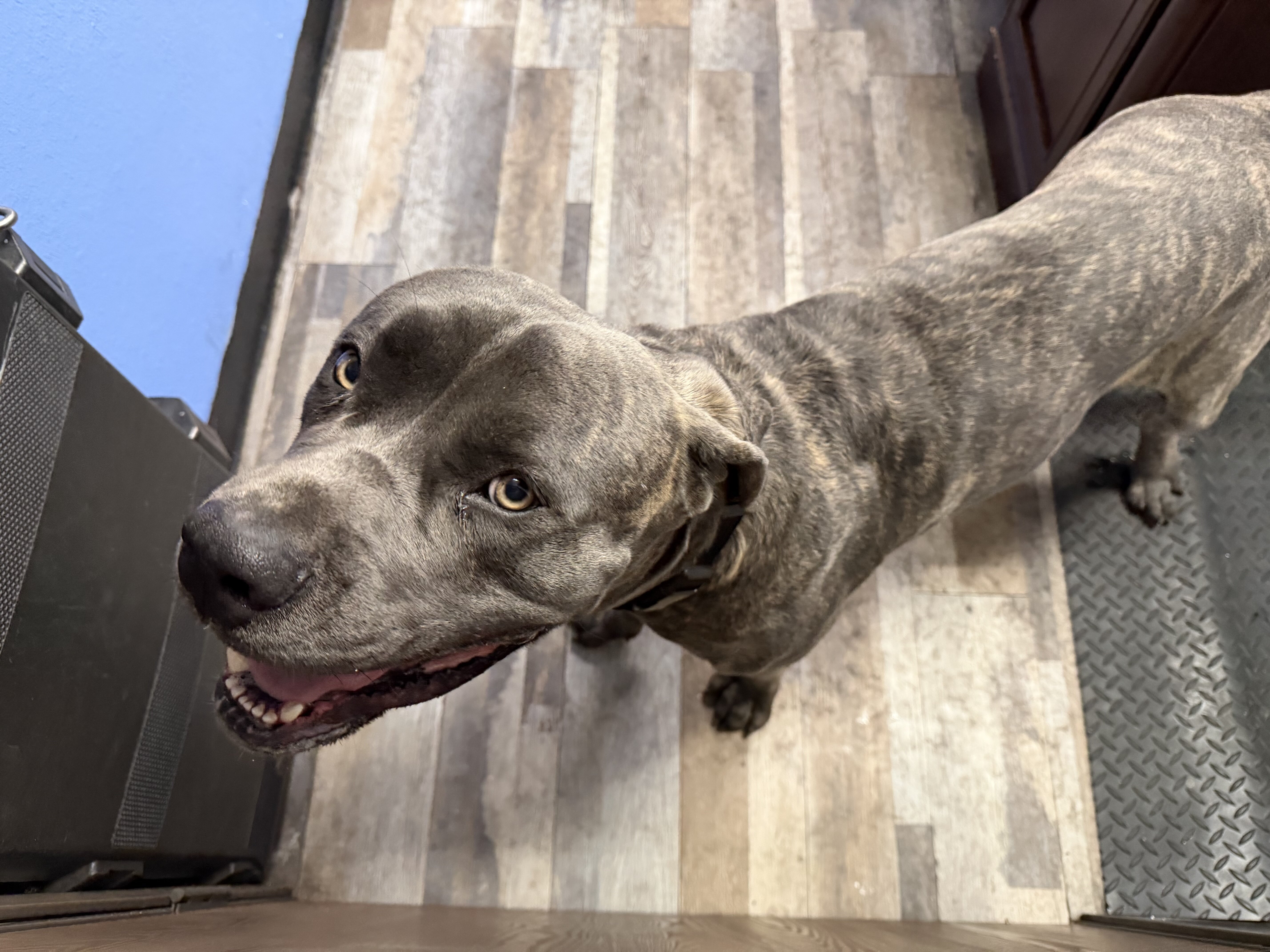 Dog image 1