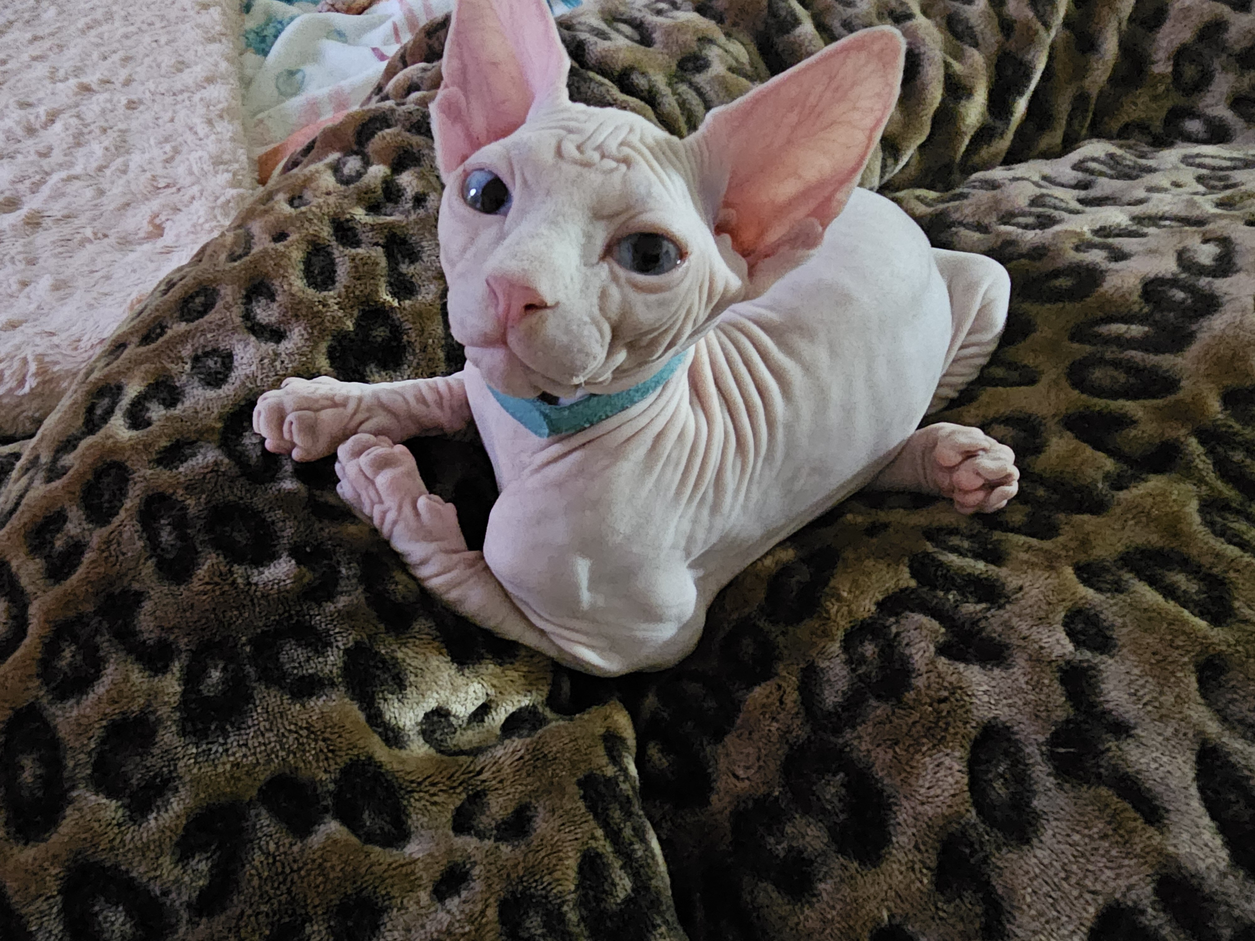 Sphynx gem eyed image 1