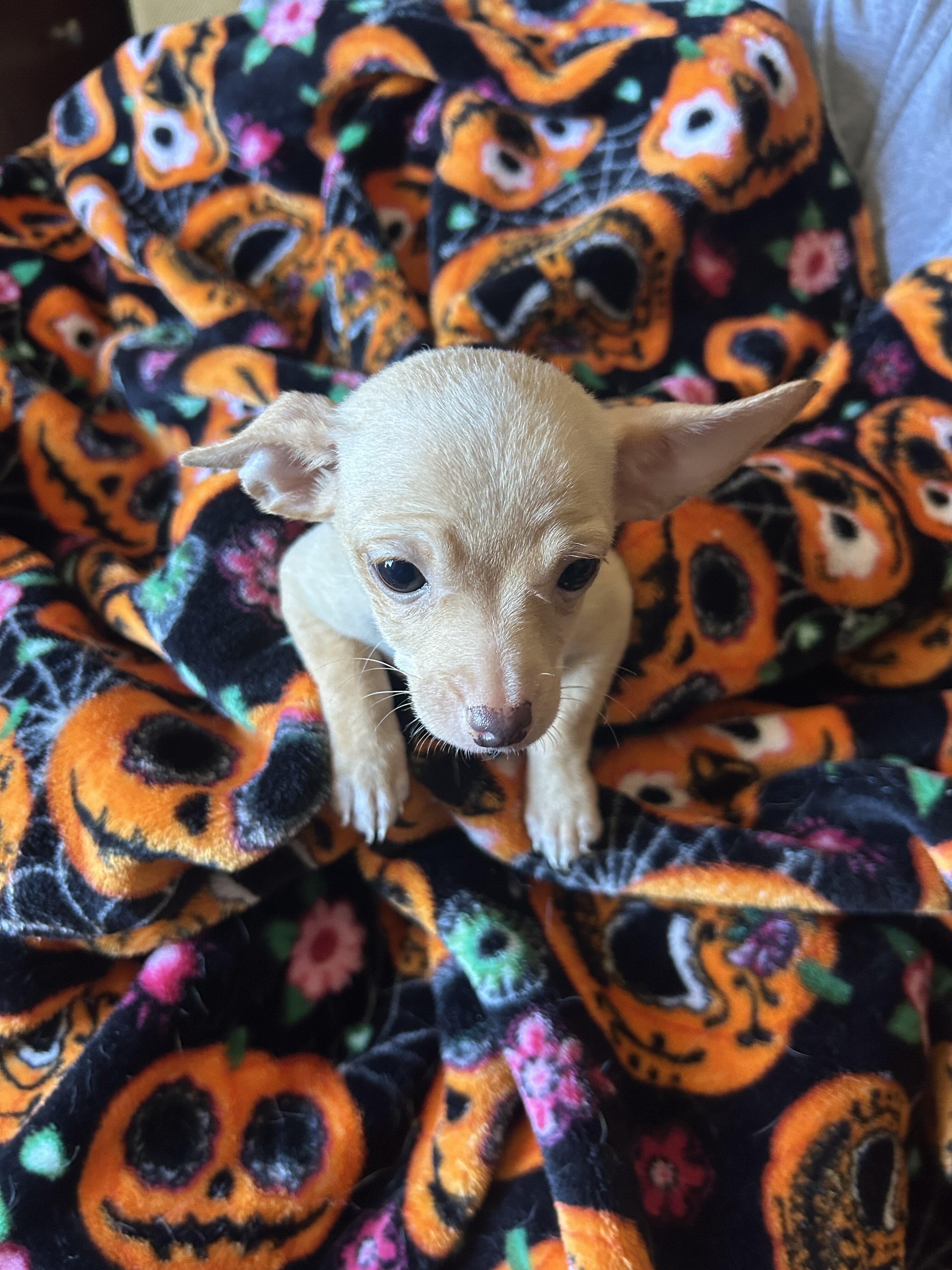 Chihuahua Puppies image 1
