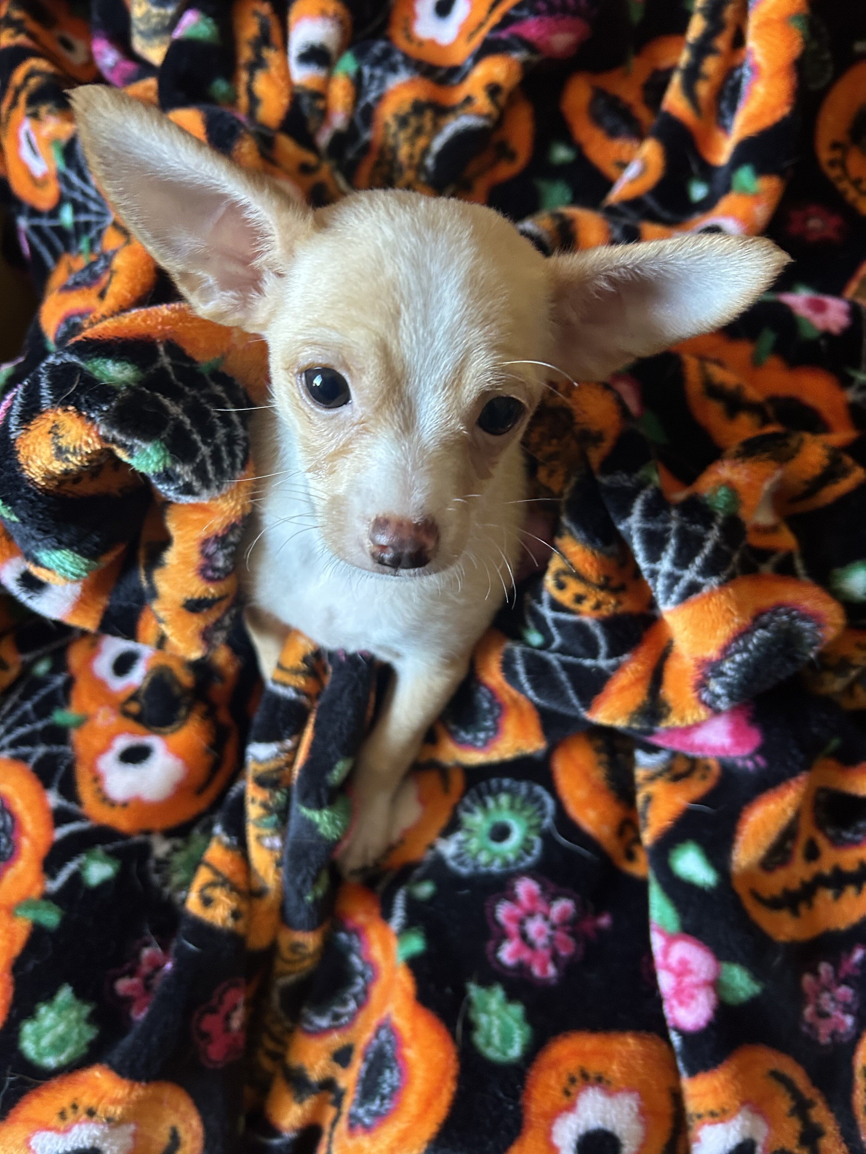 Chihuahua Puppies image 3