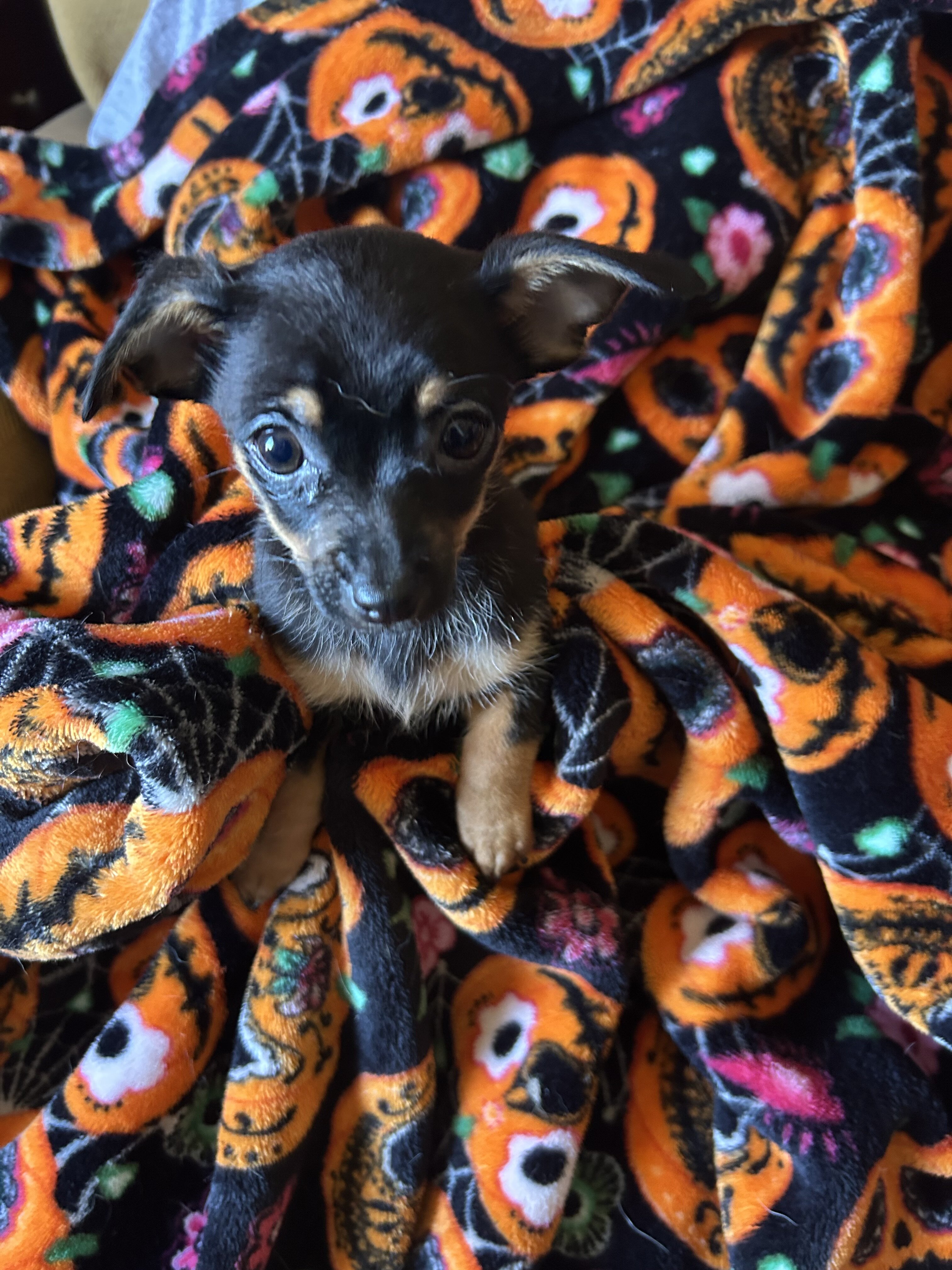 Chihuahua Puppies image 2
