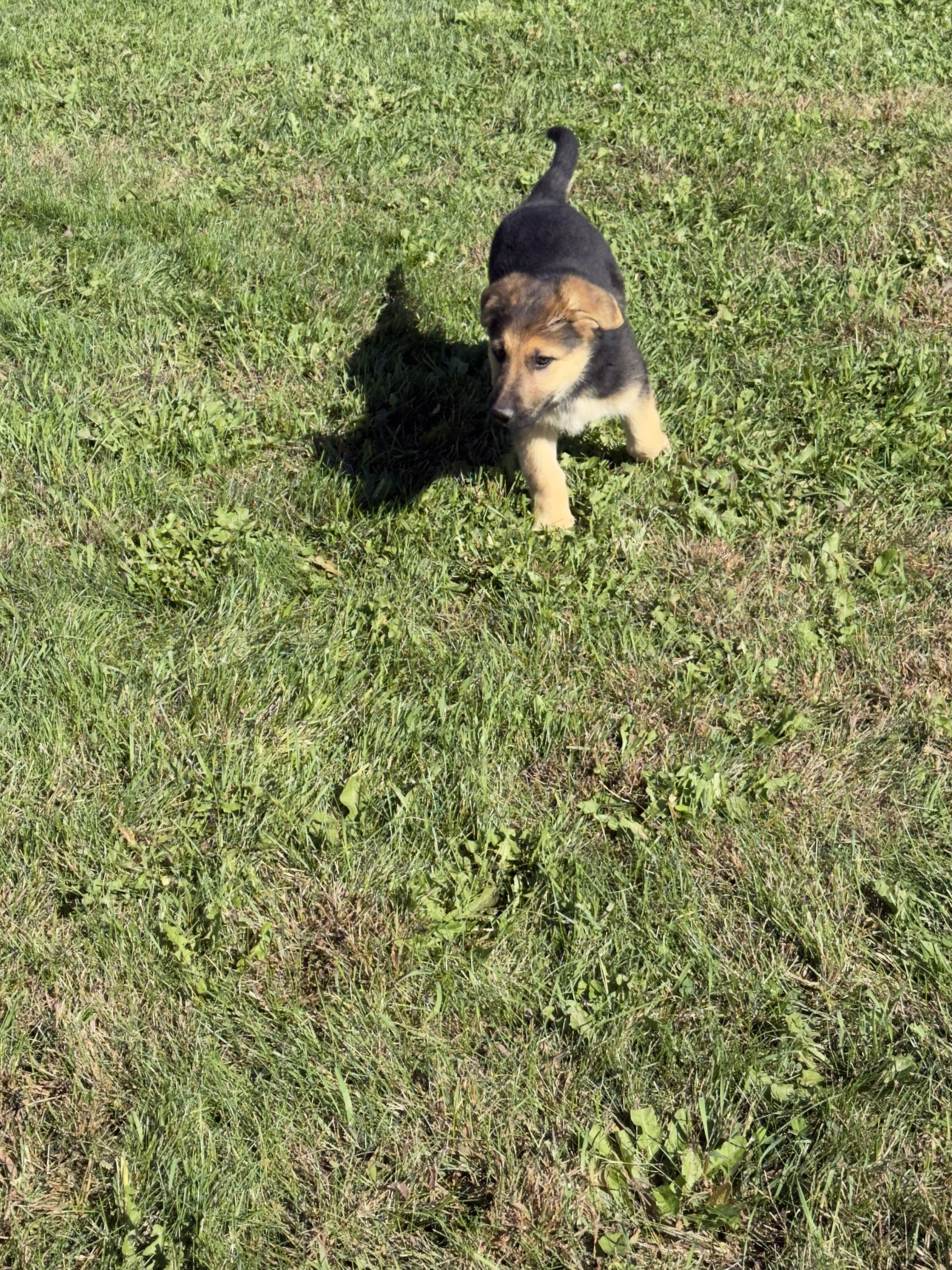 German Shepherd Puppies Purebred image 1