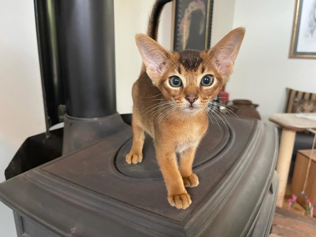 Abyssinian kittens image 1