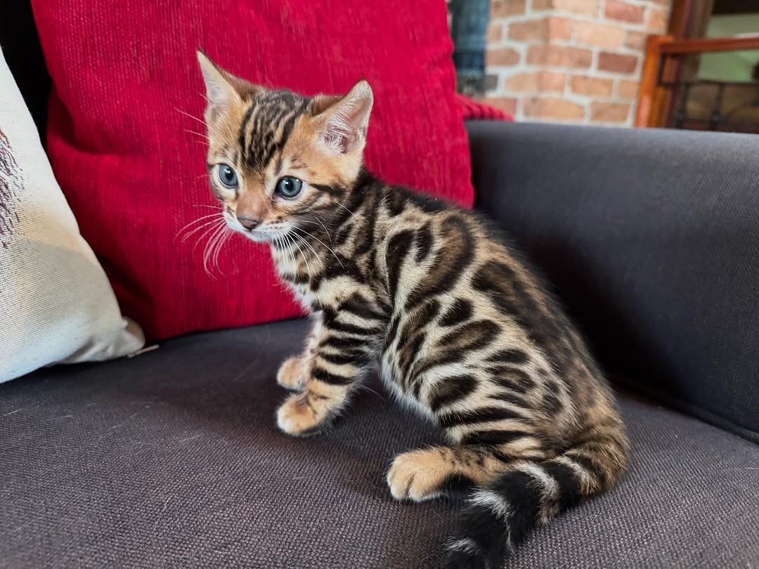 Male And Female Bengal Kitten image 1