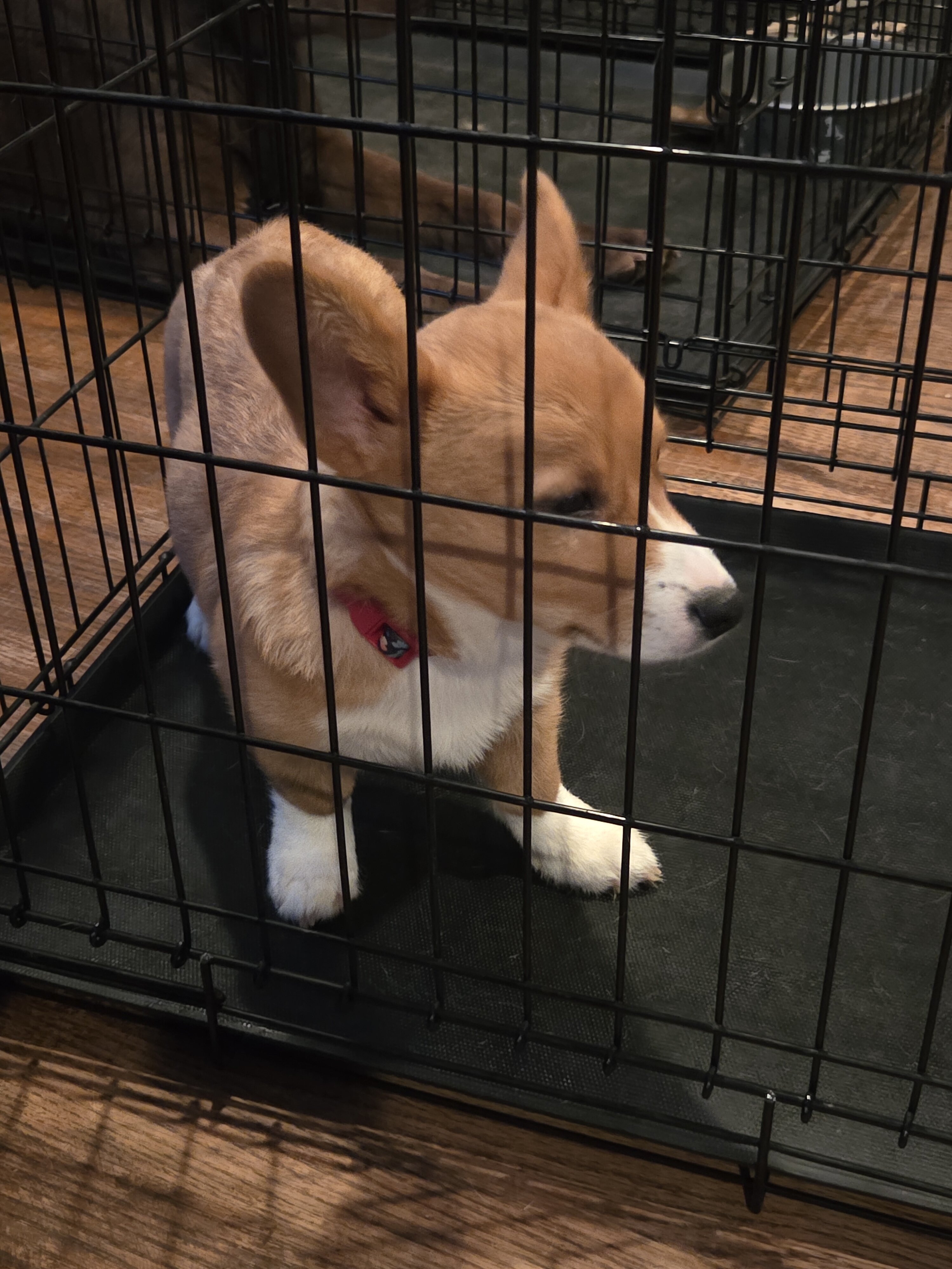 4 month old Corgi image 2