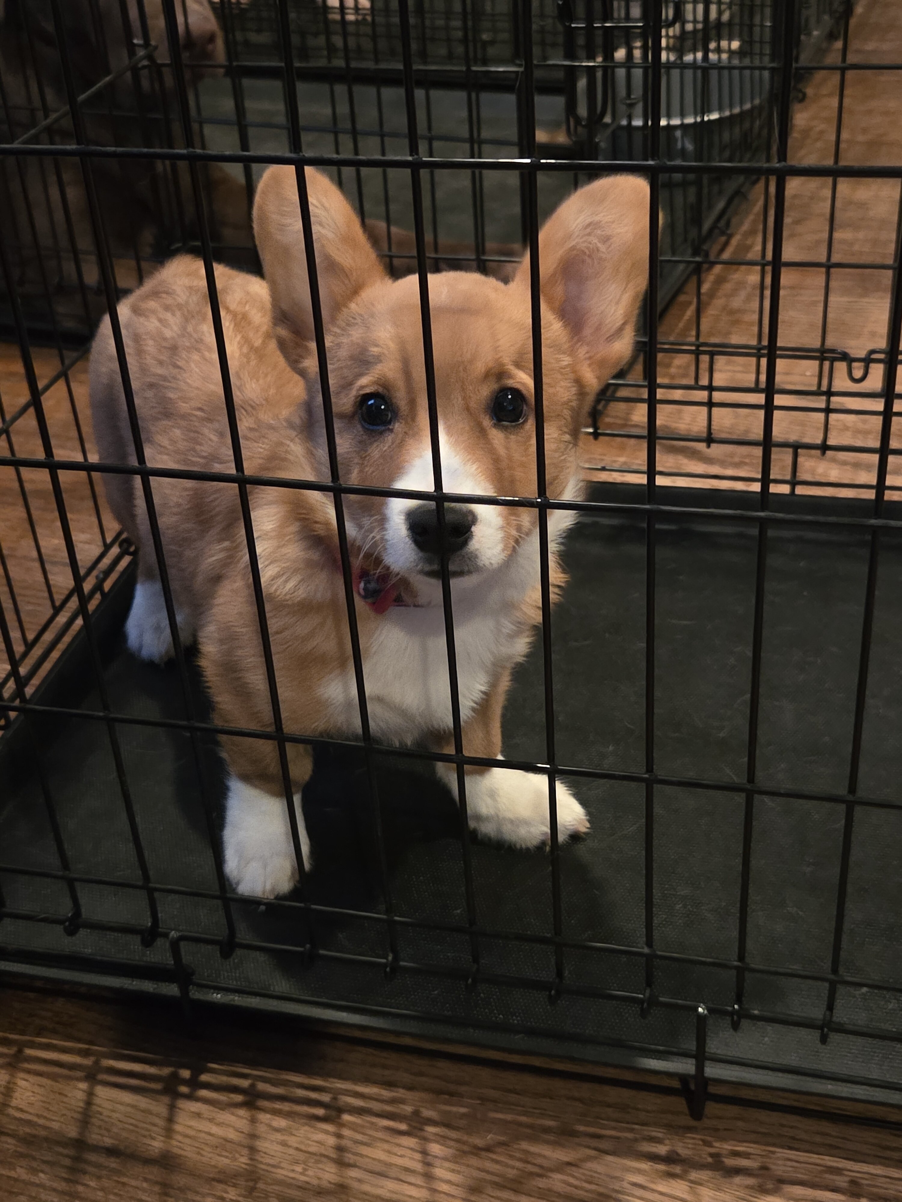 4 month old Corgi image 1