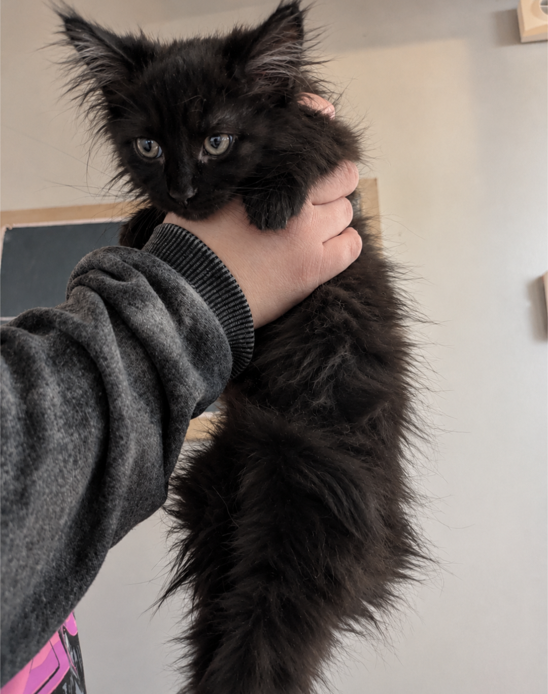Maine coons image 2